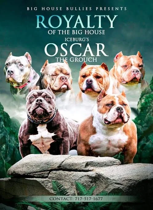 BHB (ICEBURG'S OSCAR THE GROUCHxROYALTY OF THE BIG HOUSE)