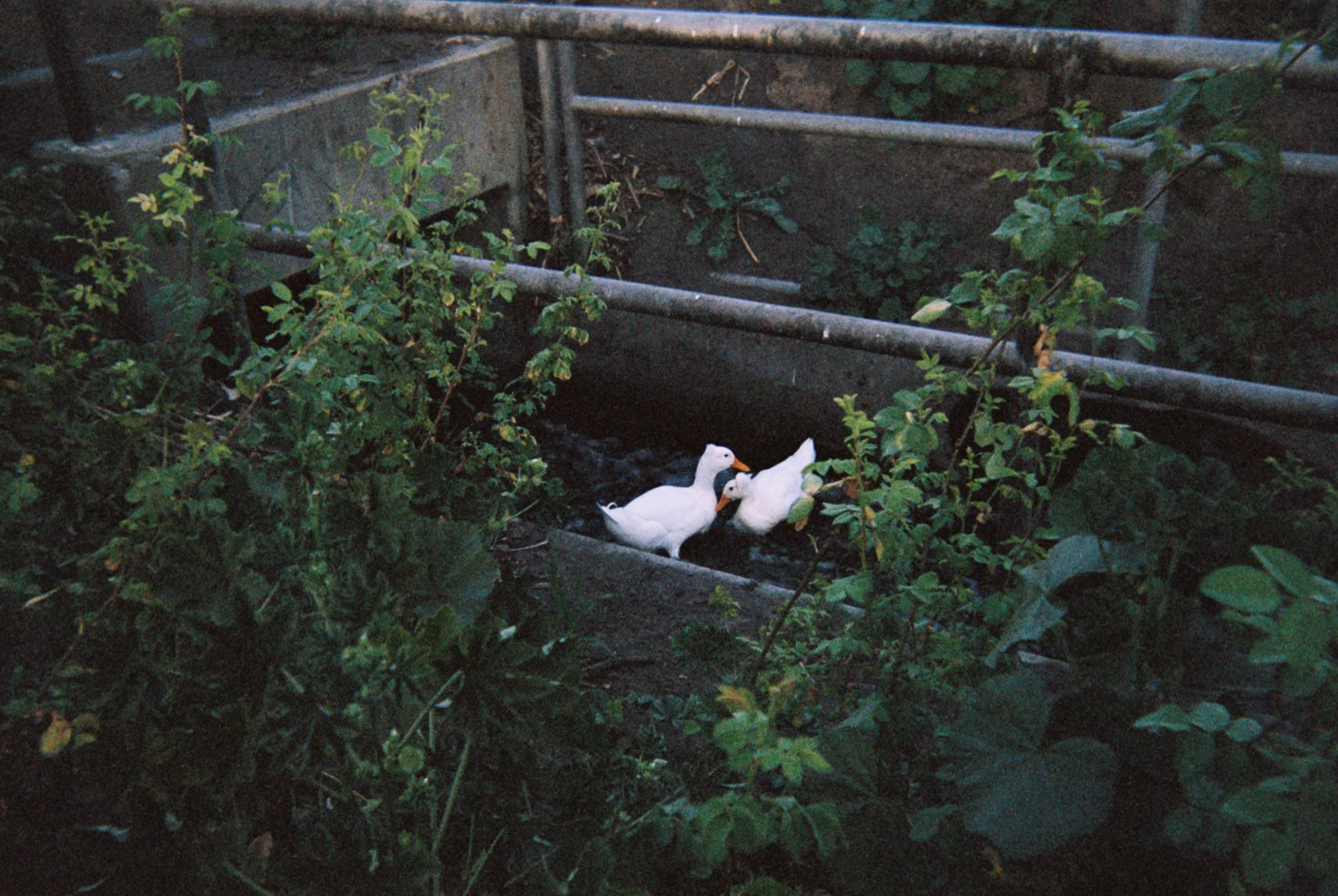 jade892-014 copy.jpg