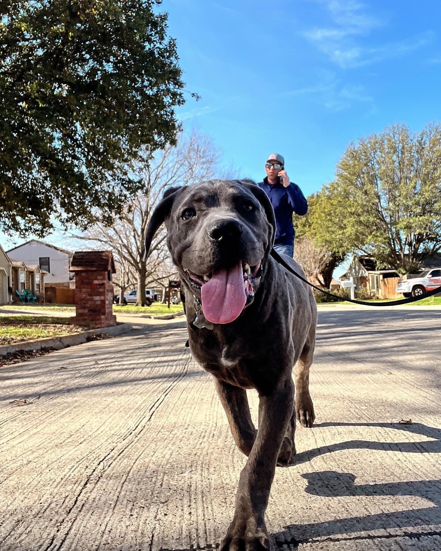 This pretty much sums up our days 😂🫶
.
.
.
.
.
.
#dogsofinstagram #canecorso #corsopuppy