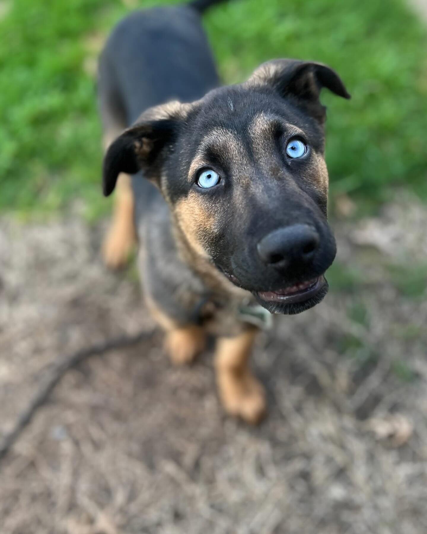 Engagement is the first step we take in training, if a dog is in his or her own world, you may as well be a rock or a tree&hellip; but probably even less interesting 🤣 

Mr.Odin is keen to learn and it shows! 😍
.
.
.
.
.
.
.
.
#puppy #dog #cute