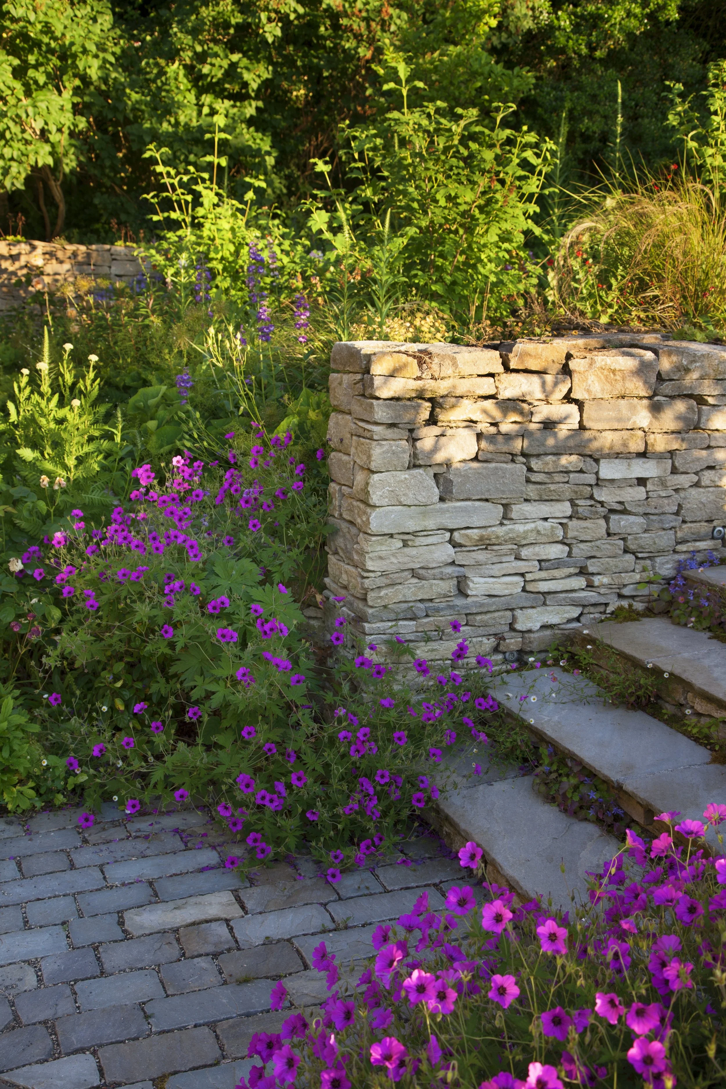 Purbeck walling with perennial planting and planting in wall top