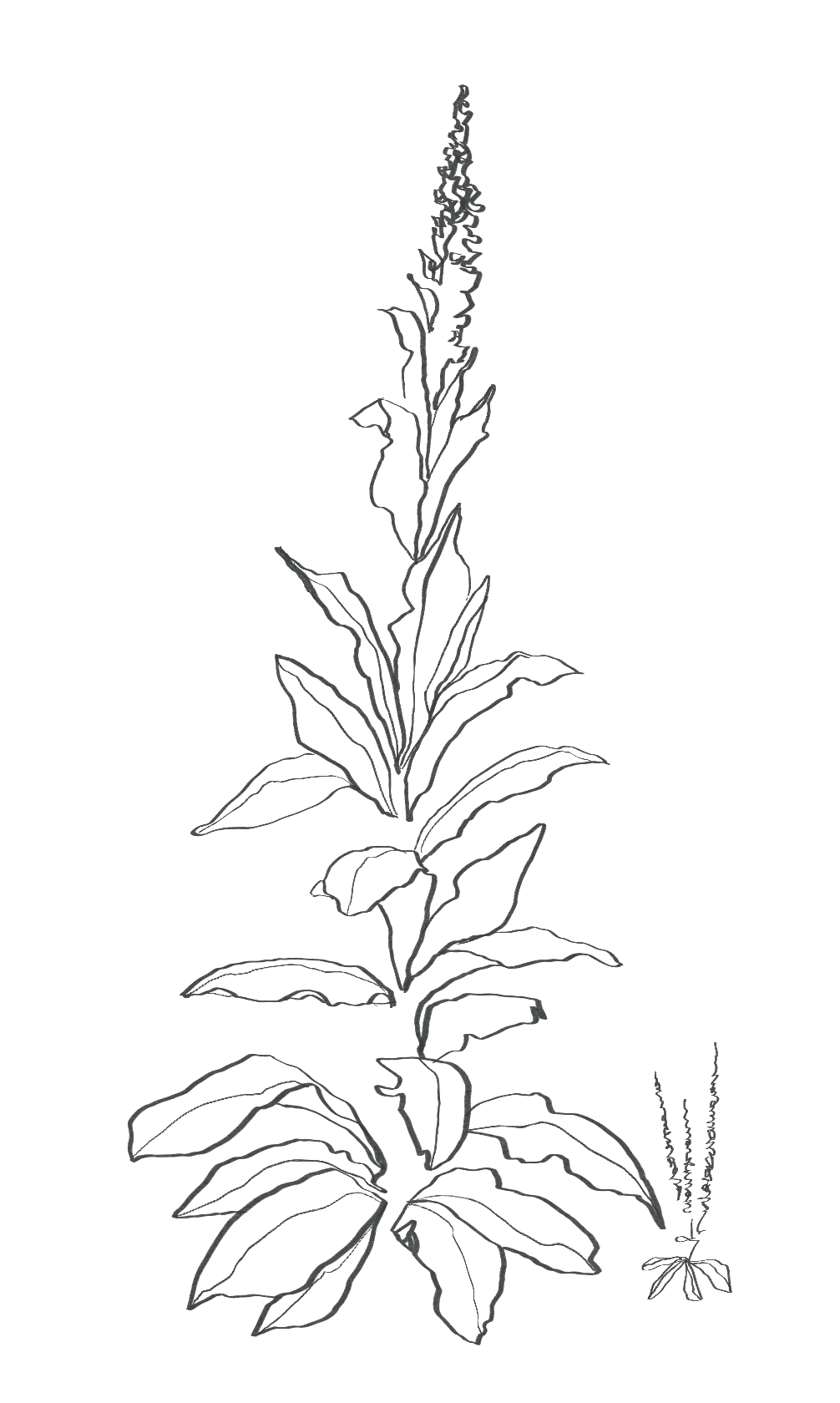 A black and white line drawing of a tall plant, likely a type of flowering herb, with elongated leaves along a central stem and a spike of small flowers at the top, against a black background.