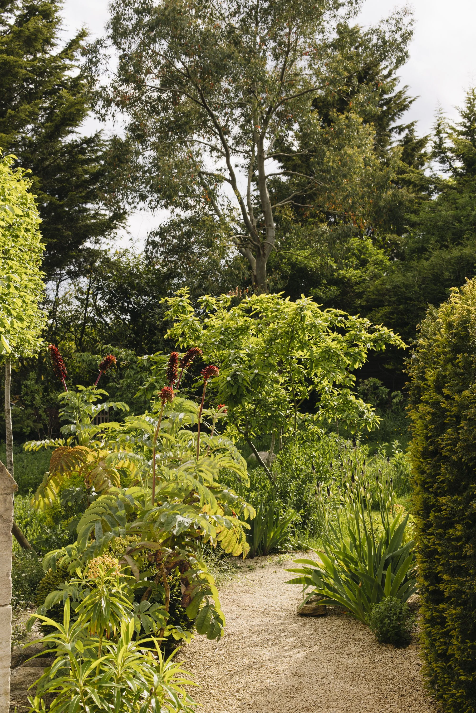 A garden pathway lined with various lush green plants and bushes, leading to trees in the background on a partly cloudy day.