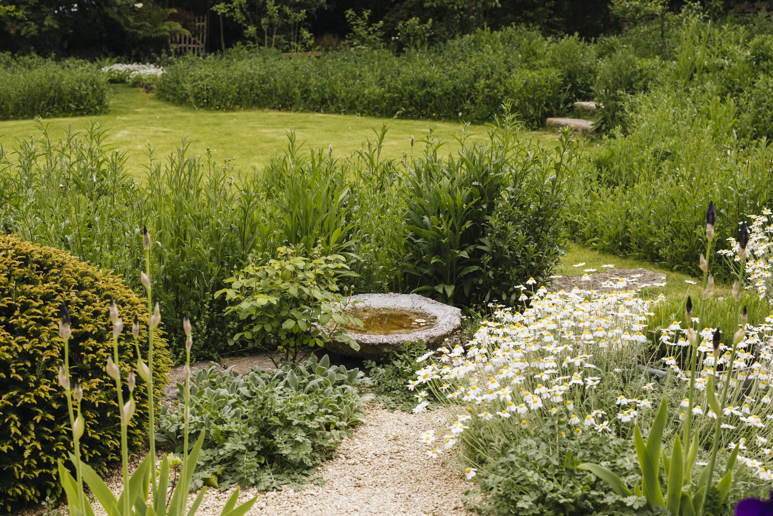 A lush garden with a gravel pathway surrounded by green plants, bushes, and flowers, with a grassy area and trees in the background.