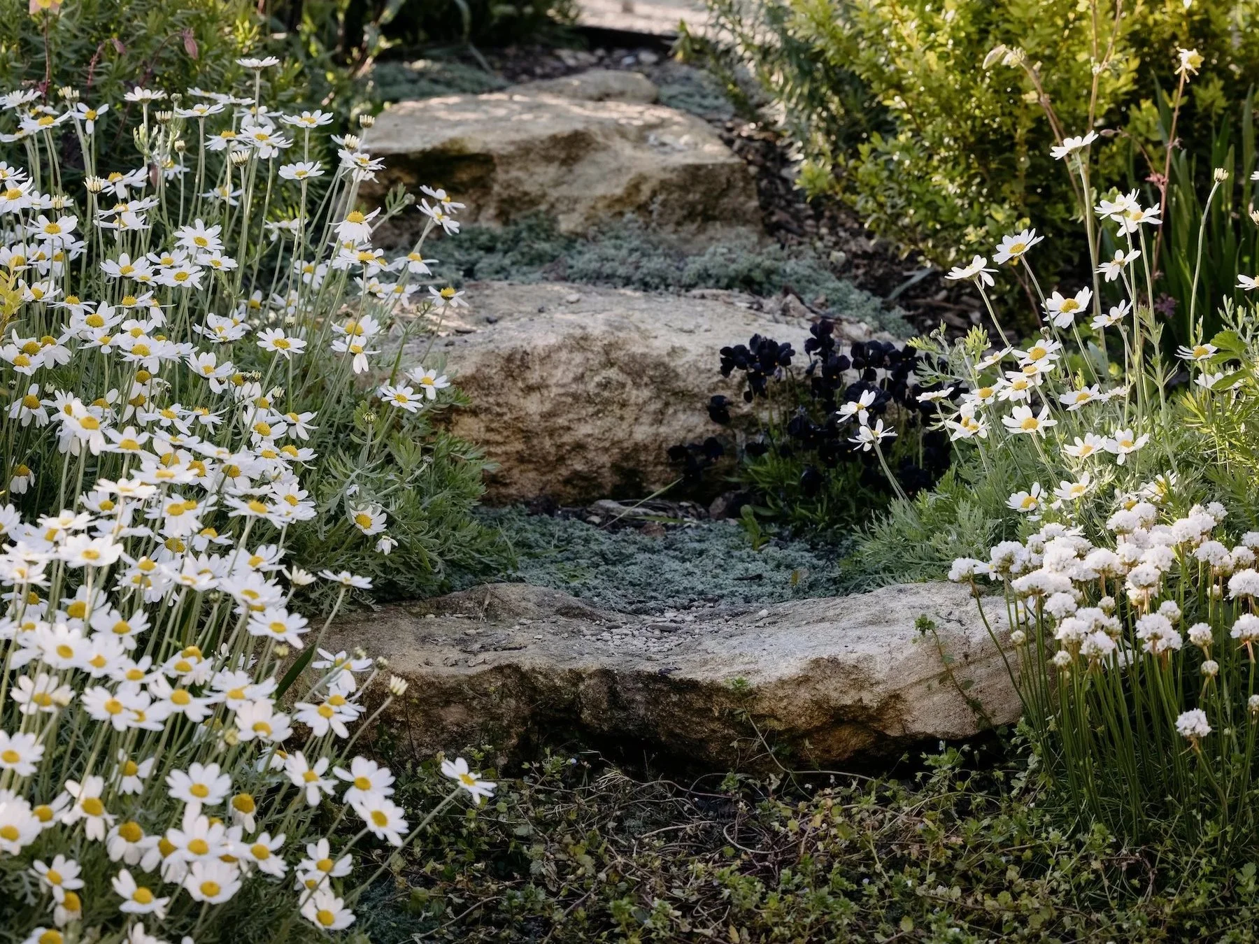 reclaimed boulder garden steps with thyme and chamomile Wiltshire