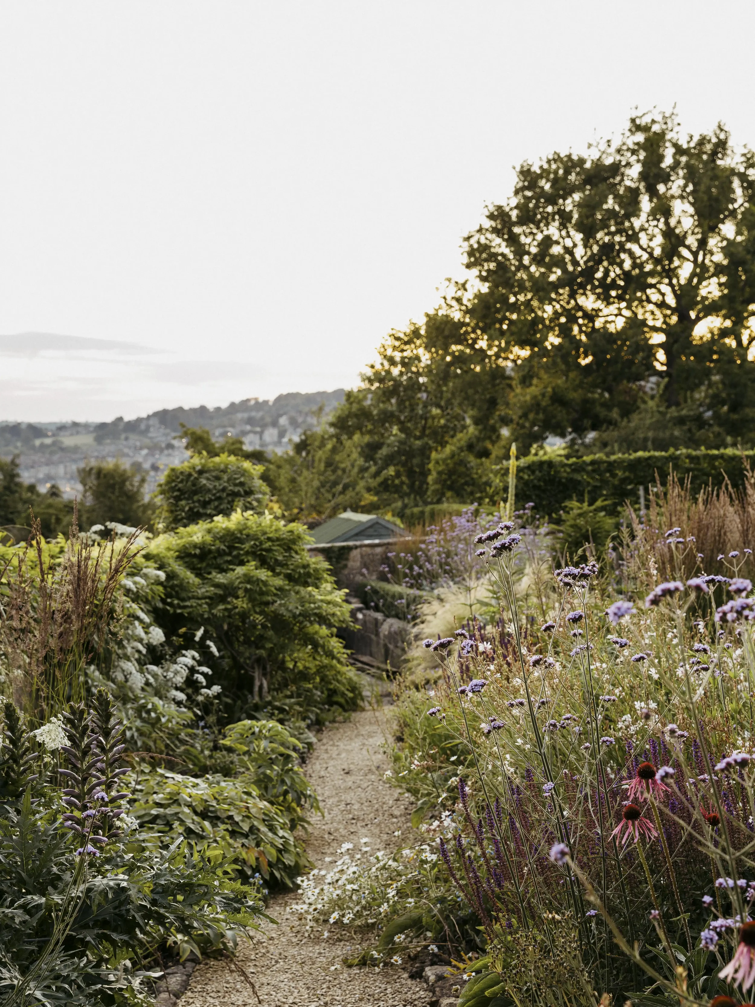 A garden with a dirt path leading through various colorful flowers and green foliage, with a large tree in the background and a sunset sky.