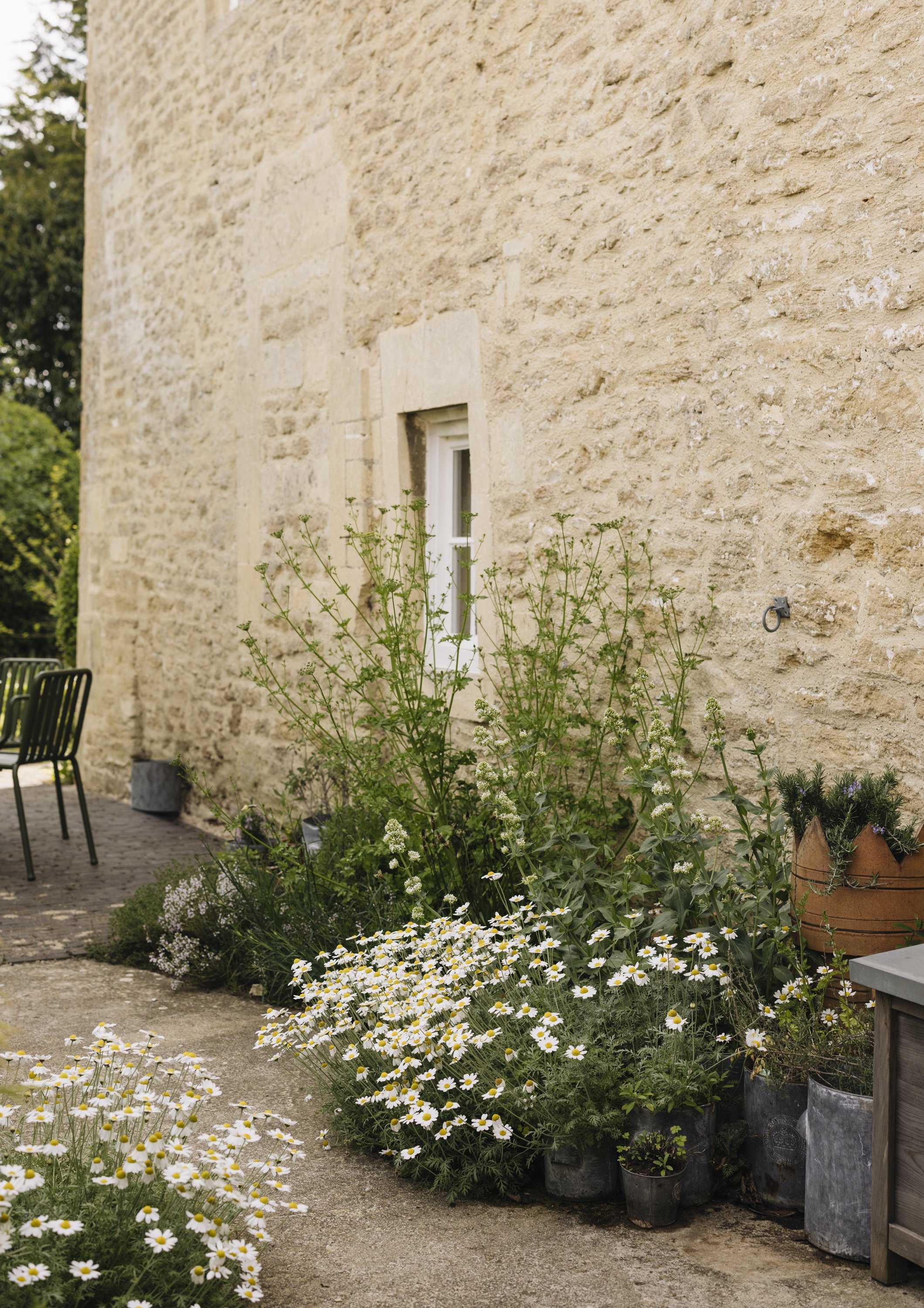 A stone wall with a small window, surrounded by green plants and white daisies in pots, with outdoor chairs on the left.