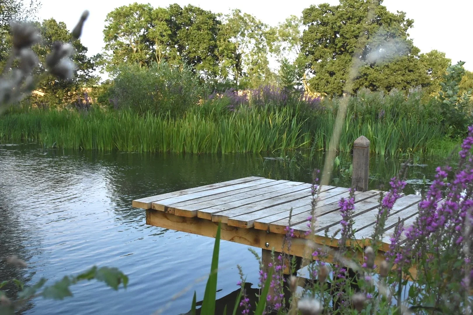Oak jetty in natural swimming pond with large area of marginal plants