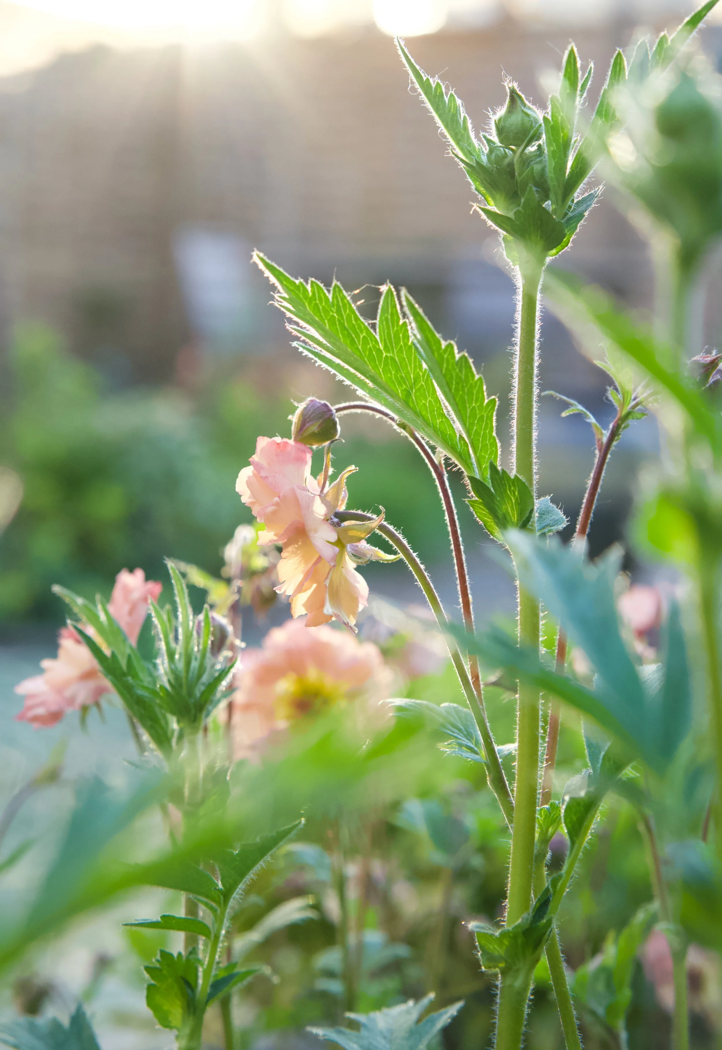Close-up of Geum plants