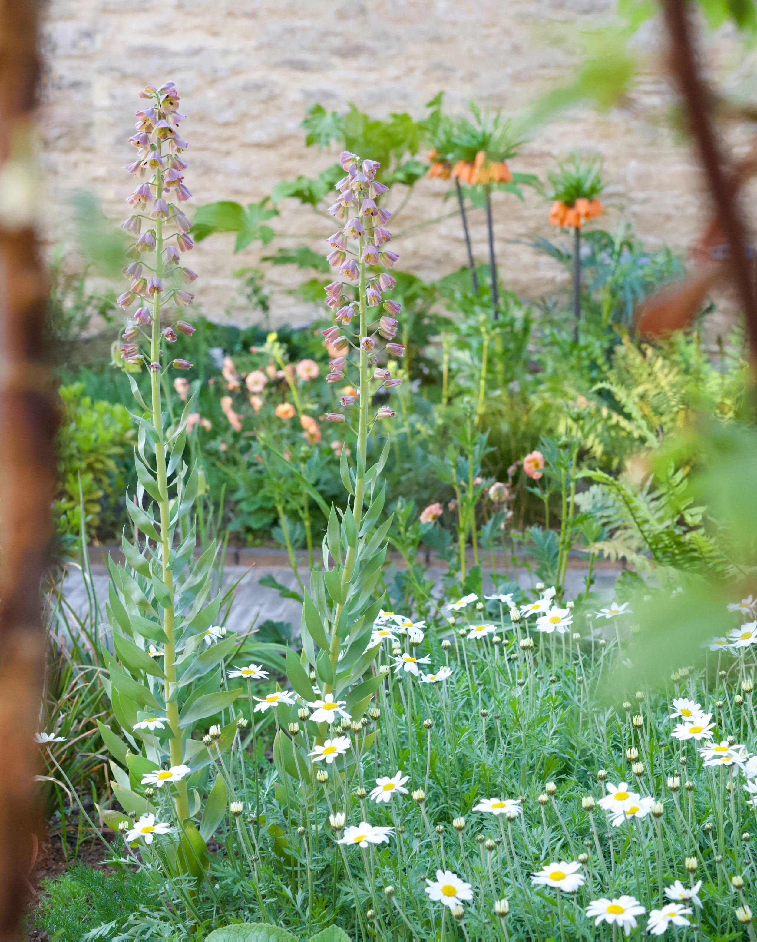 Fritillaries geums and ferns all feature in this paradise courtyard garden design