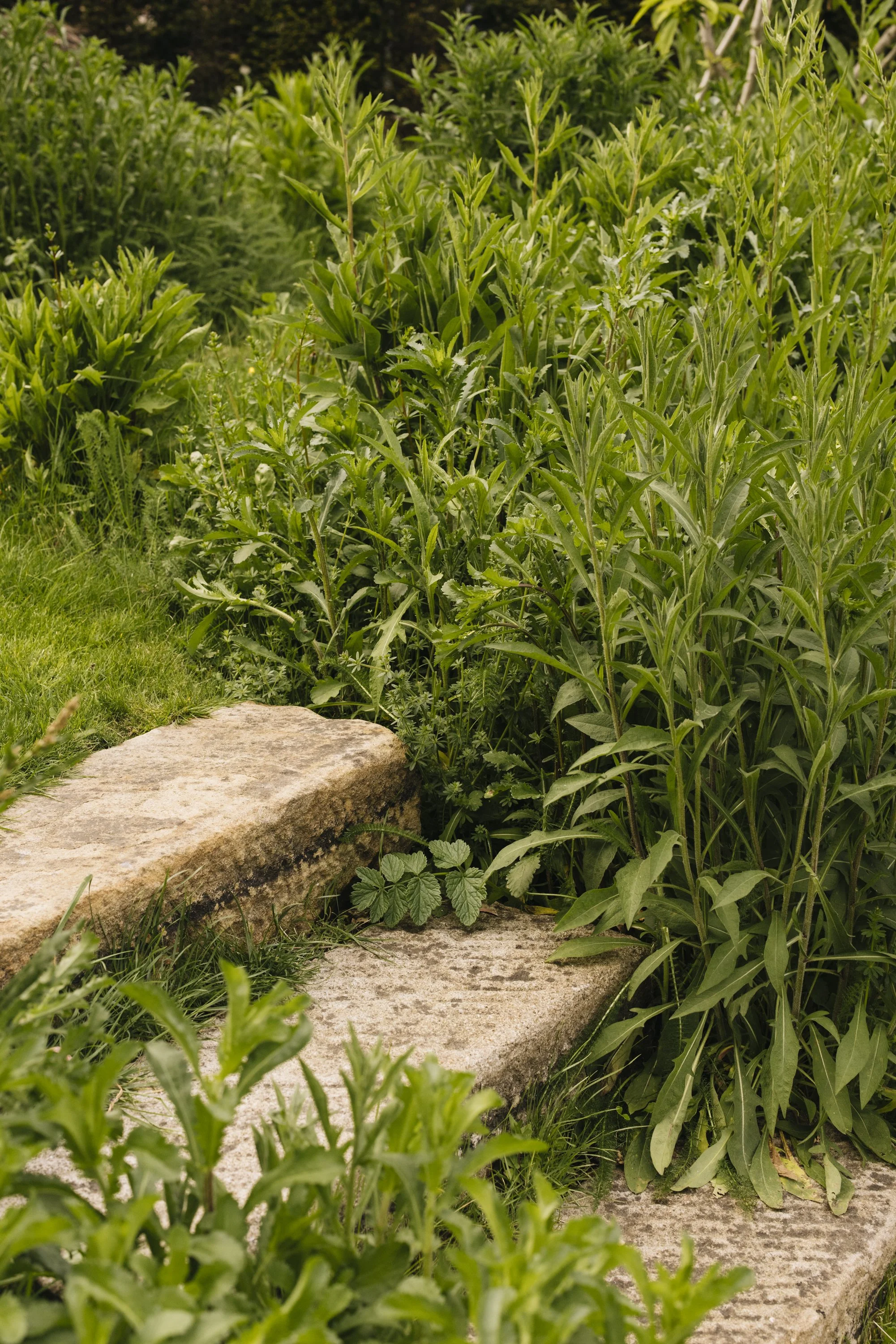 Green plants and grass with large flat rocks in the foreground.