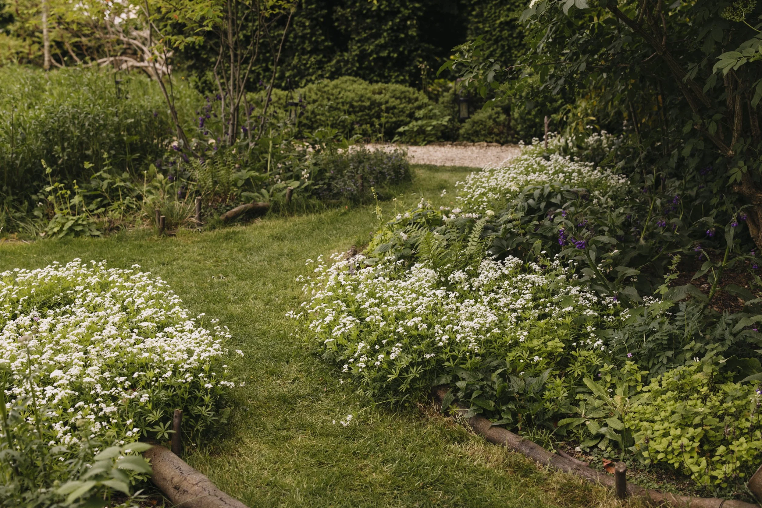 A garden pathway surrounded by lush green foliage and white blooming flowers.