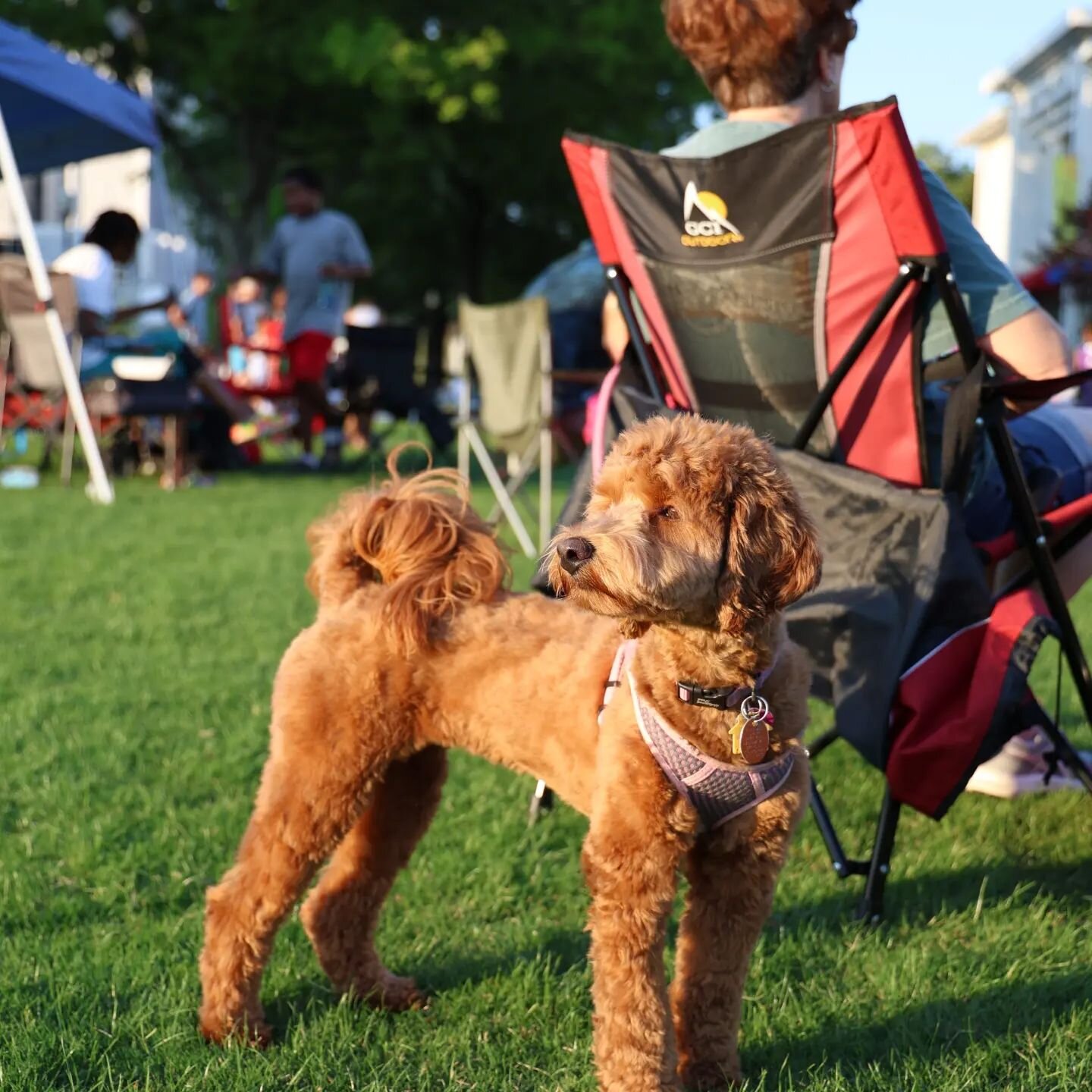 Maisey is enjoying Concerts in the Park again here in Big Spring Park.