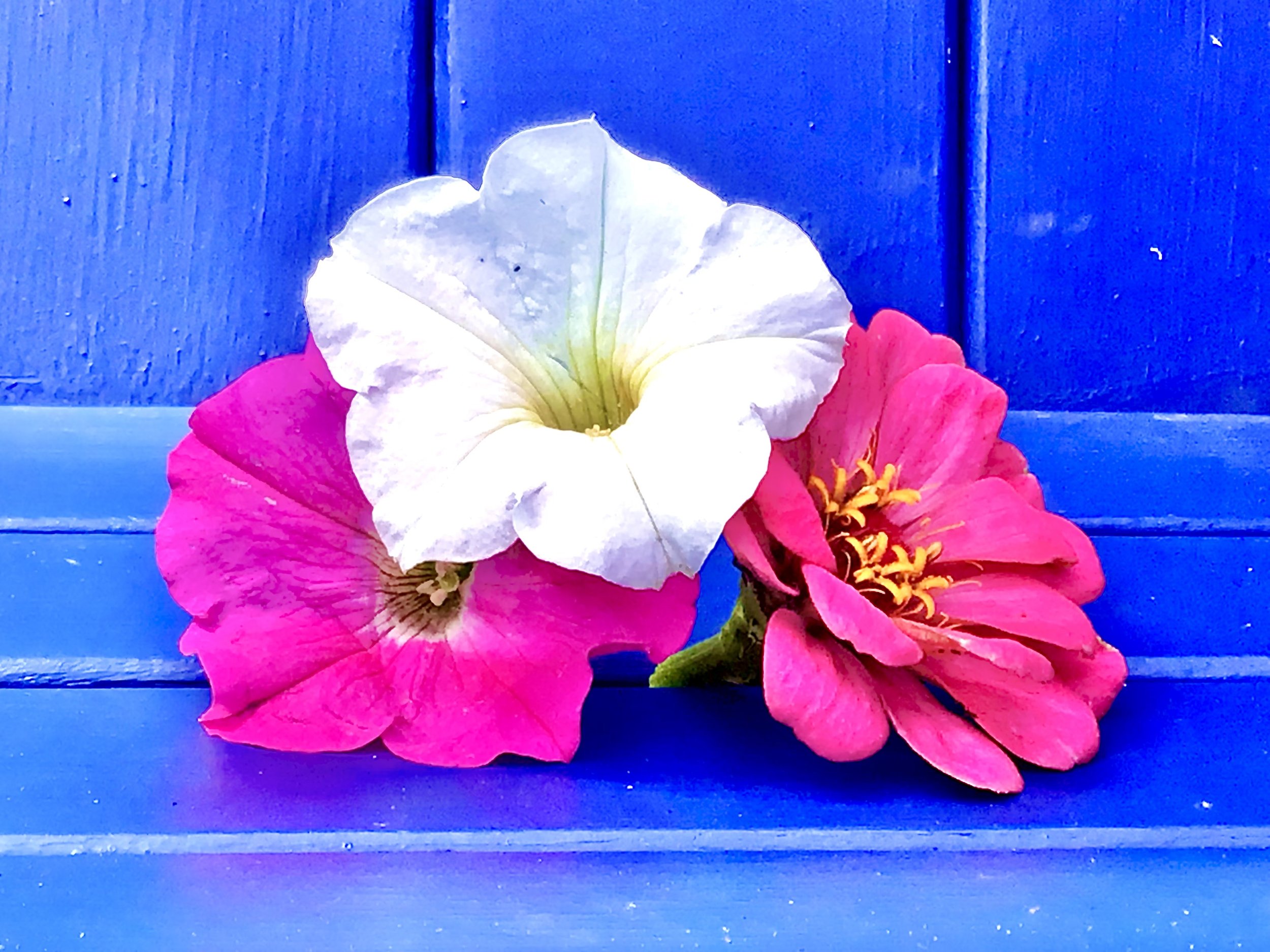 Calm Arrangement