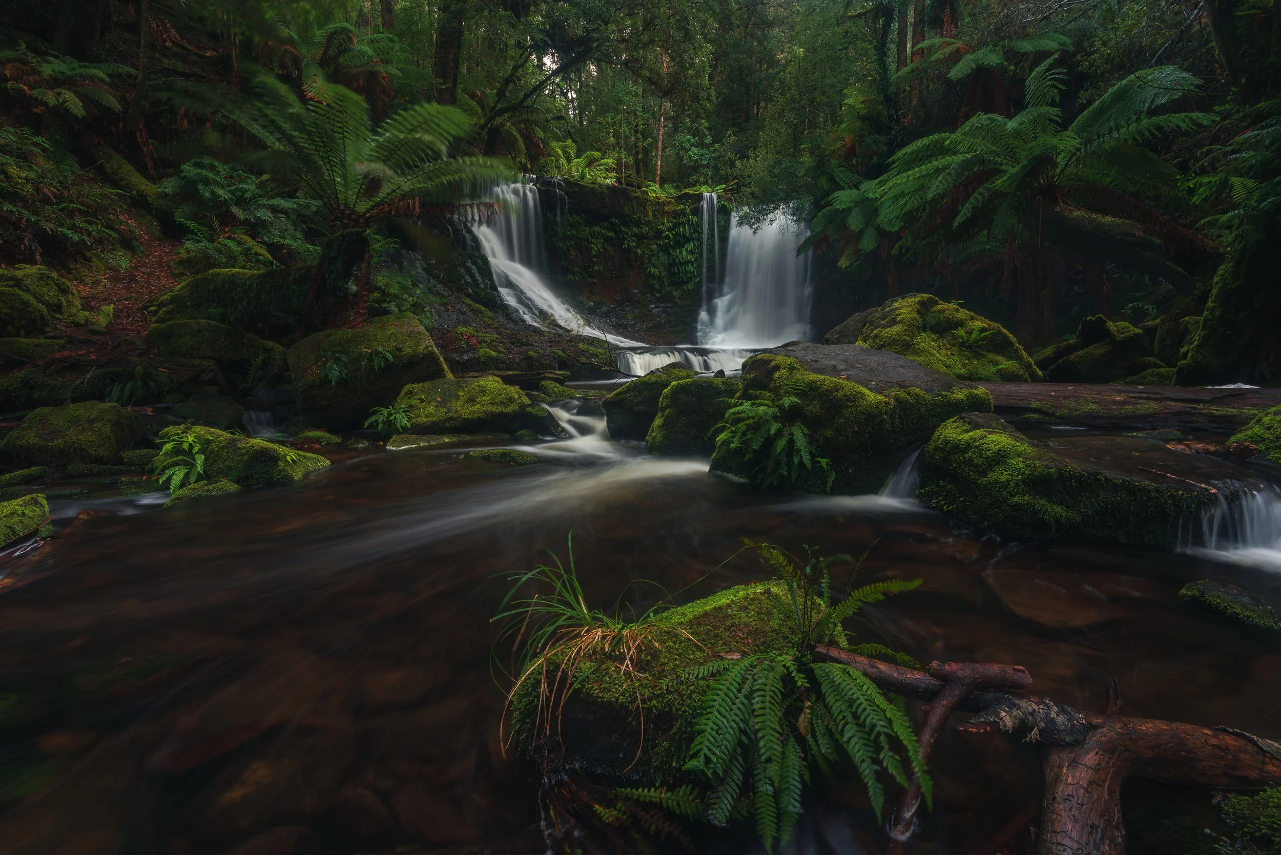 Ferns and Flow, Australia.jpg