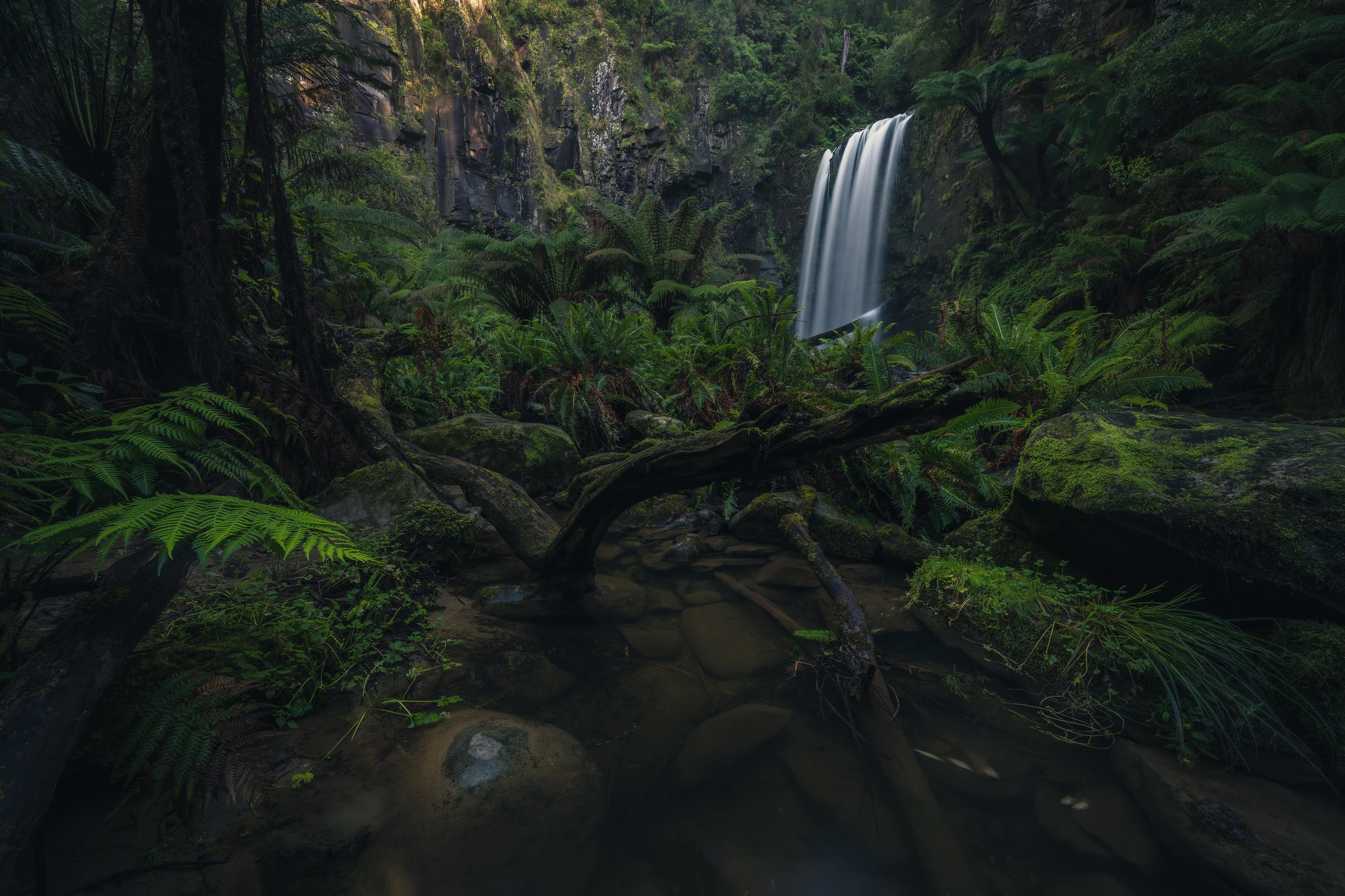 Fern Jungle.jpg