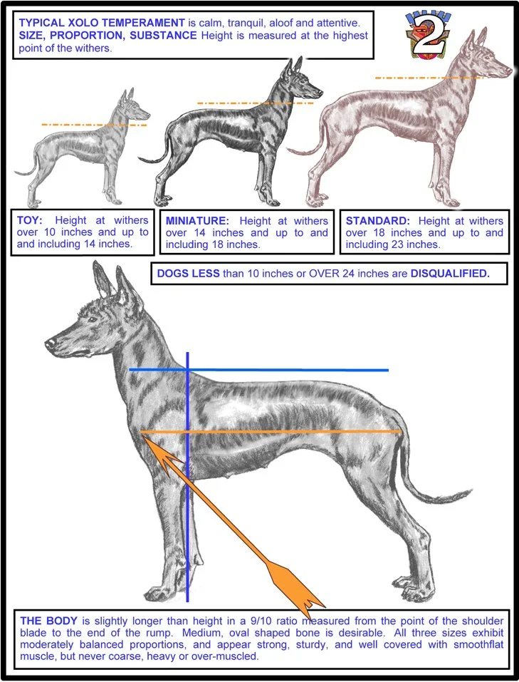 The AKC Standard + Illustrated Standard — Xoloitzcuintli Club of America