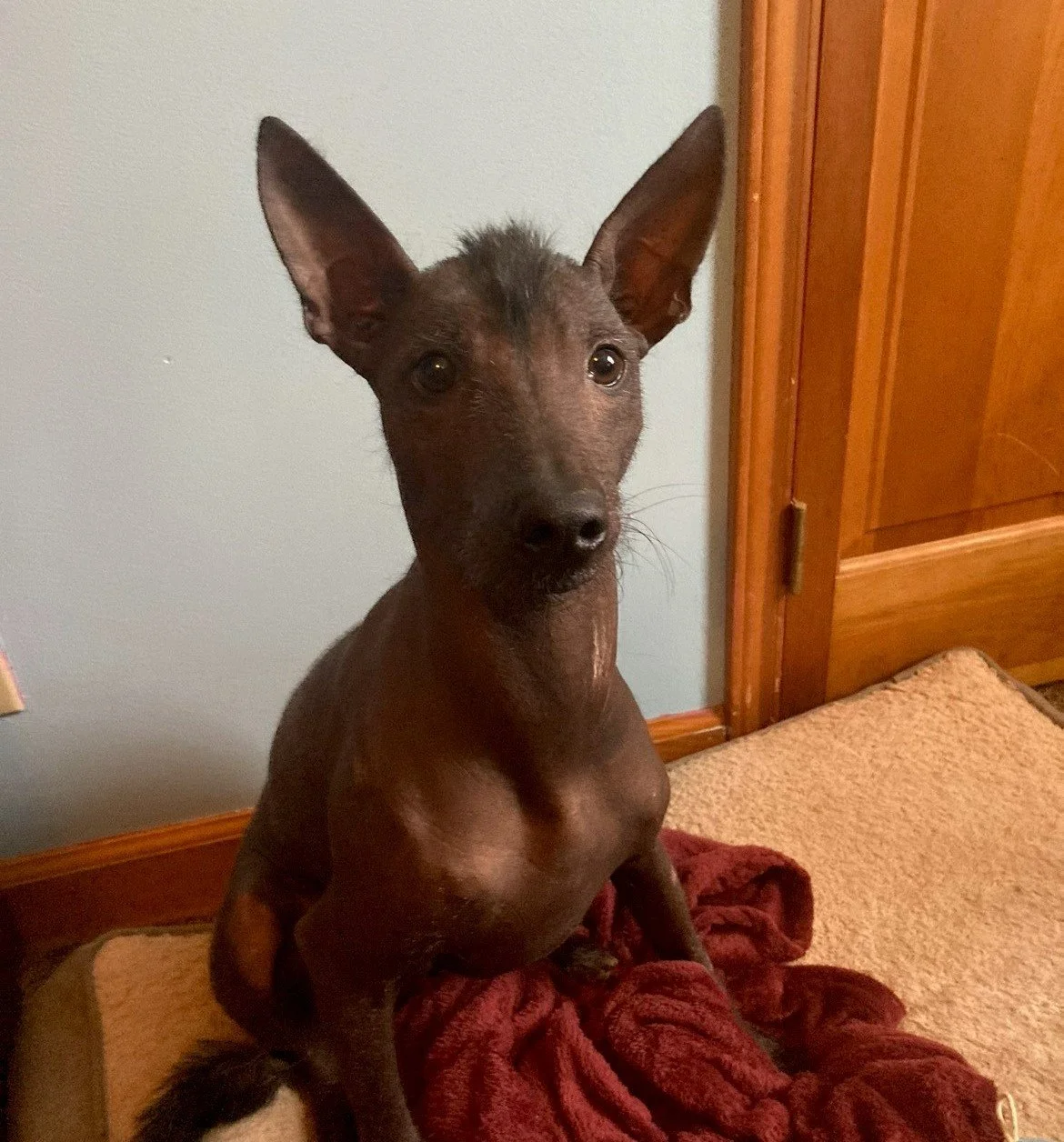 Dog Adoption Xoloitzcuintli Adoption HOT Adoption Xolo Dog For