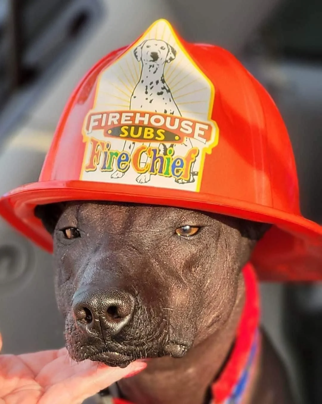 Buyer's Guide 101 — Xoloitzcuintli Club of America