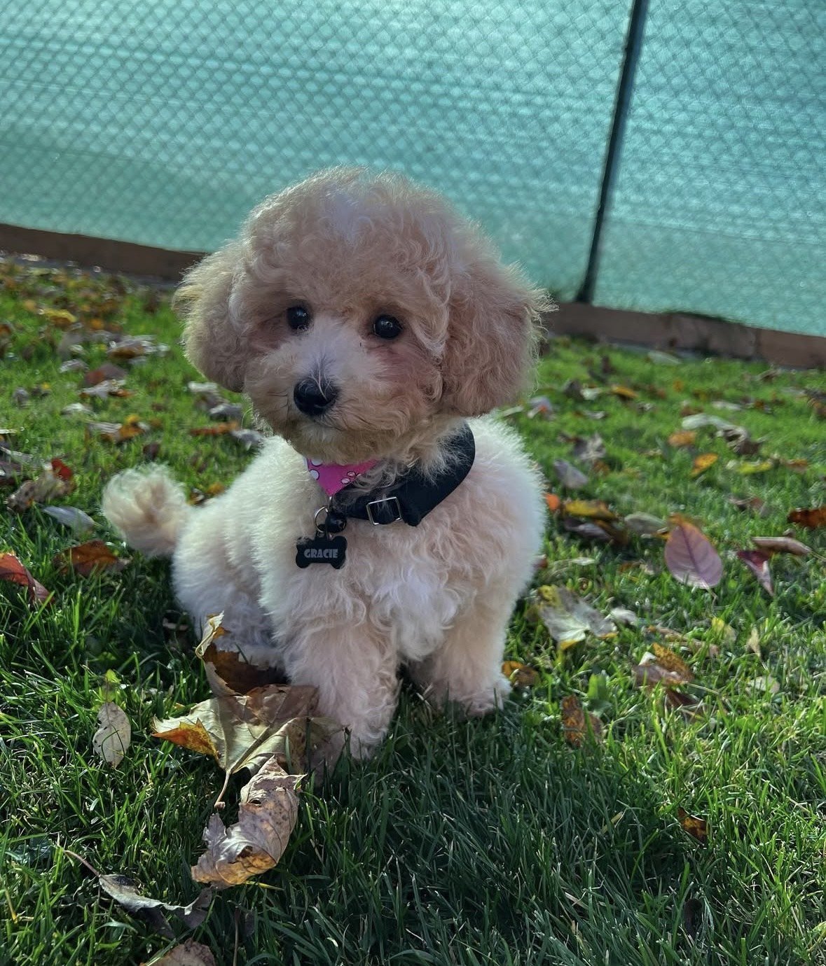 Cute beige poodle puppy with curly fur, wearing a black collar, sitting on green grass with fallen leaves in front of a teal fence.