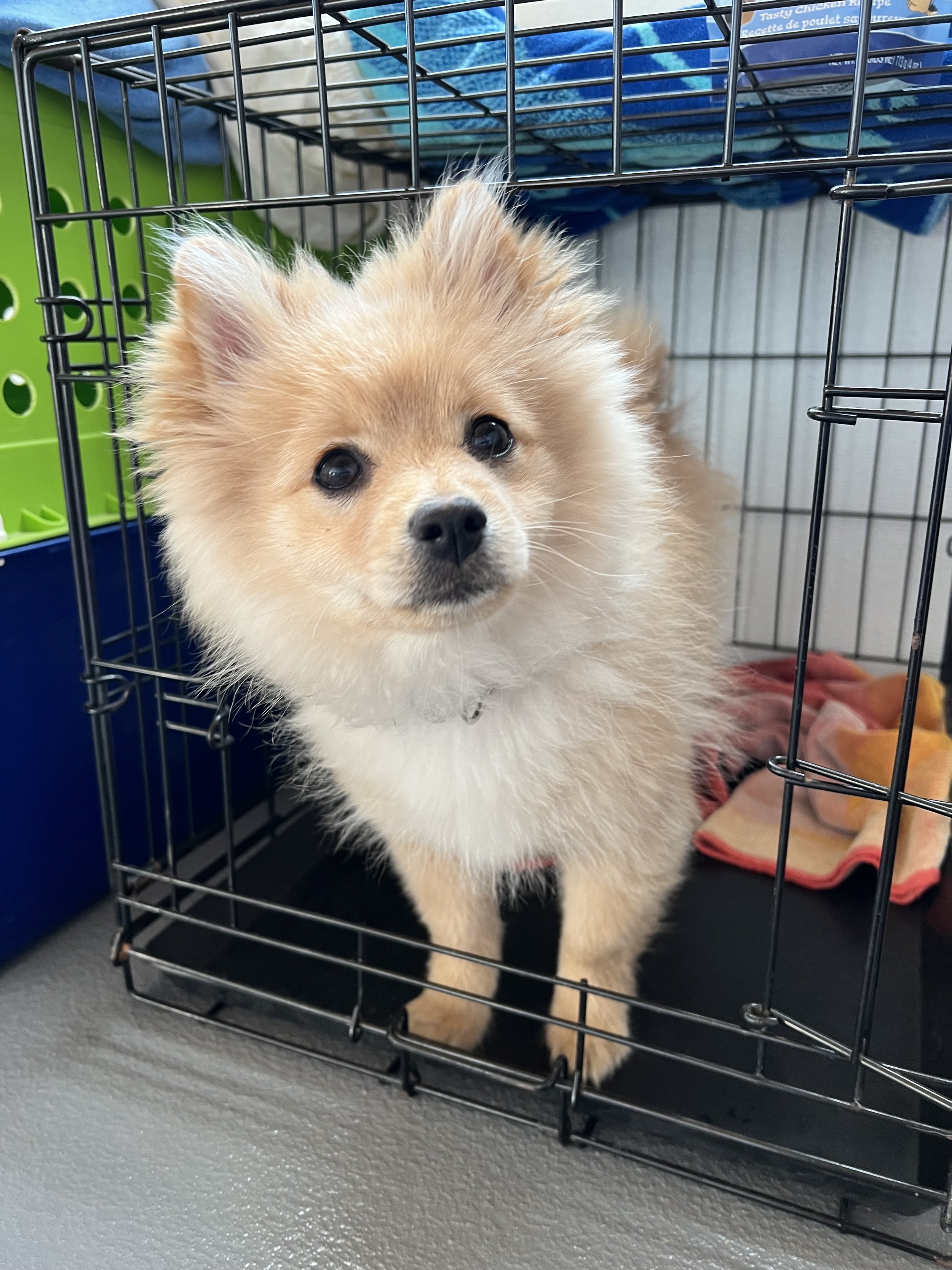 Cooper crate threshold training.jpg