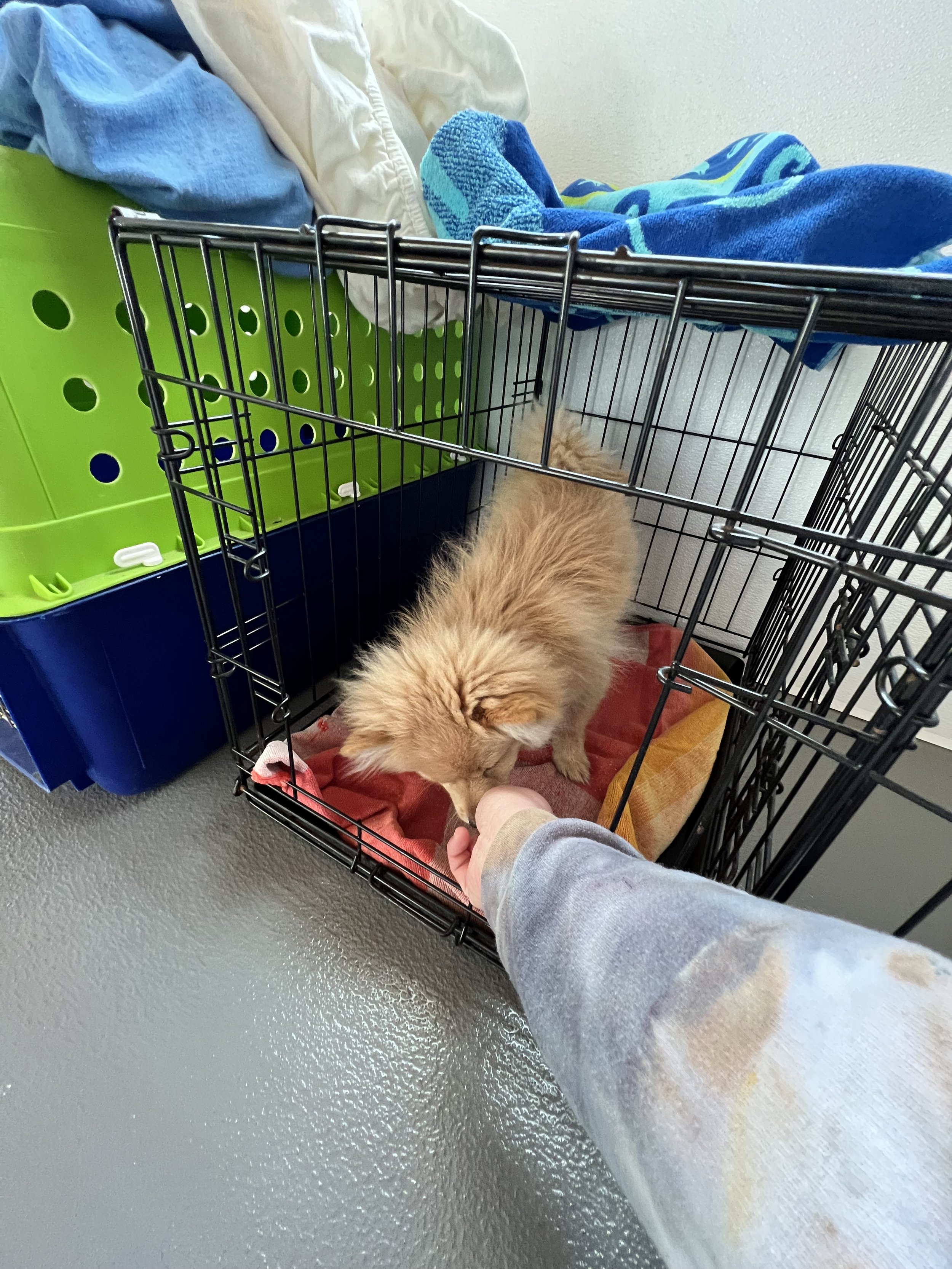Cooper crate training.jpg