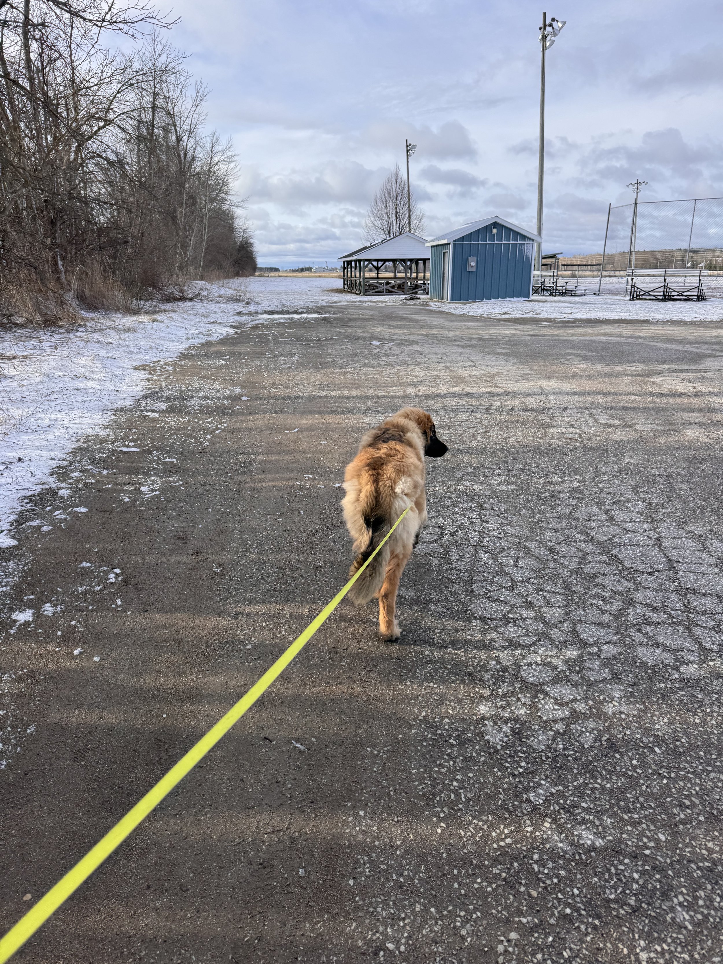 A large fluffy dog on a leash walking away on a cracked asphalt trail next to a snow-covered field with a small building, trees, and a baseball field in the distance under a cloudy sky.