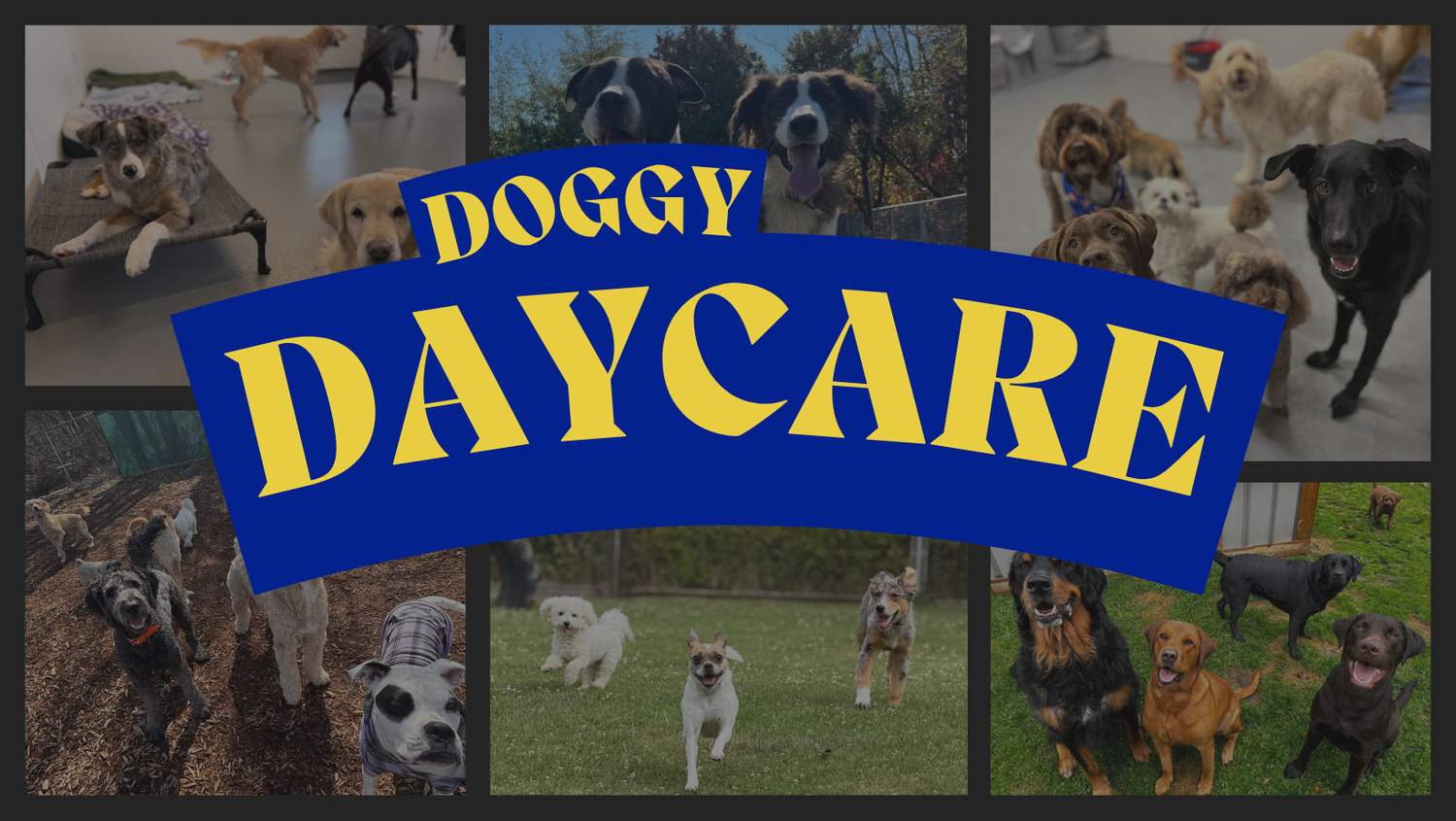 How Much is Dog Daycare: Uncover True Costs & Hidden Fees
