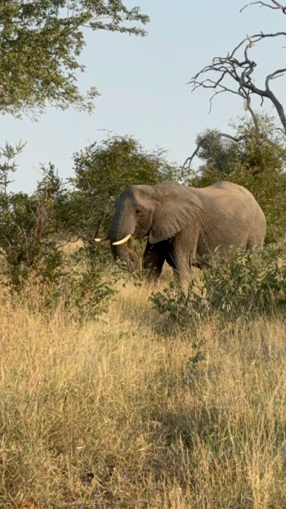 Tengile Elephant.JPG