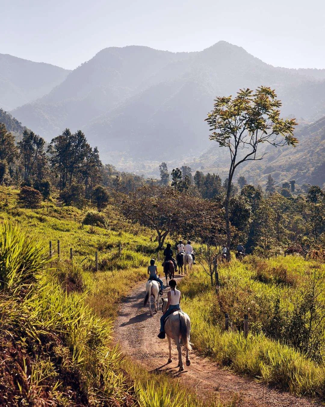 Hacienda AltaGracia Horses.jpg
