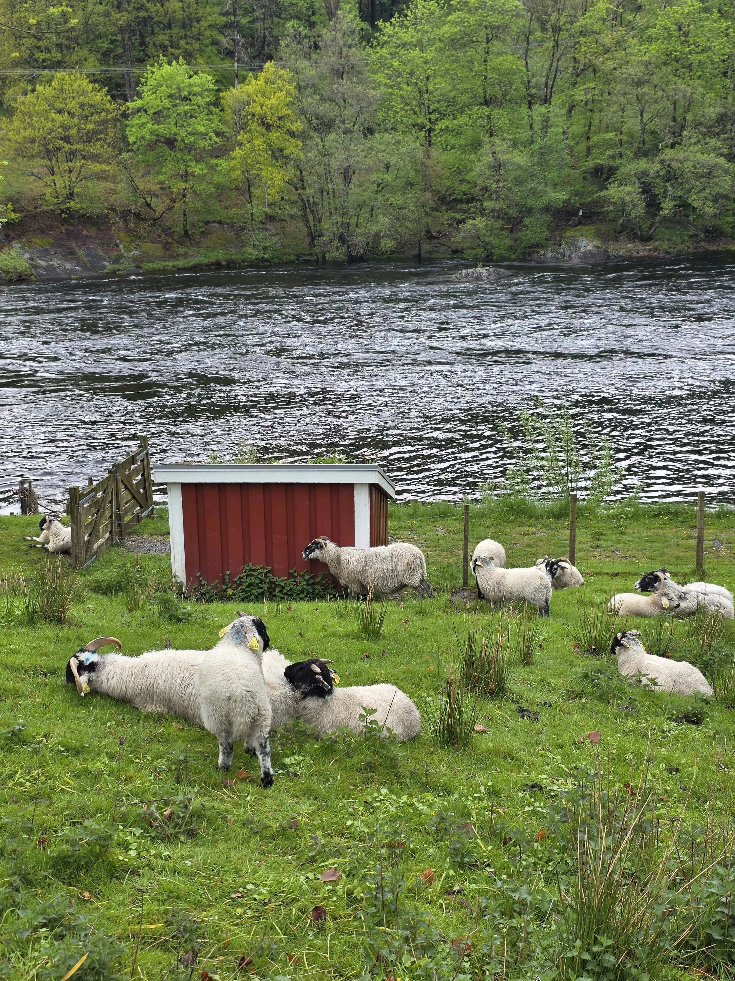 Boen Gard Sheep.jpg