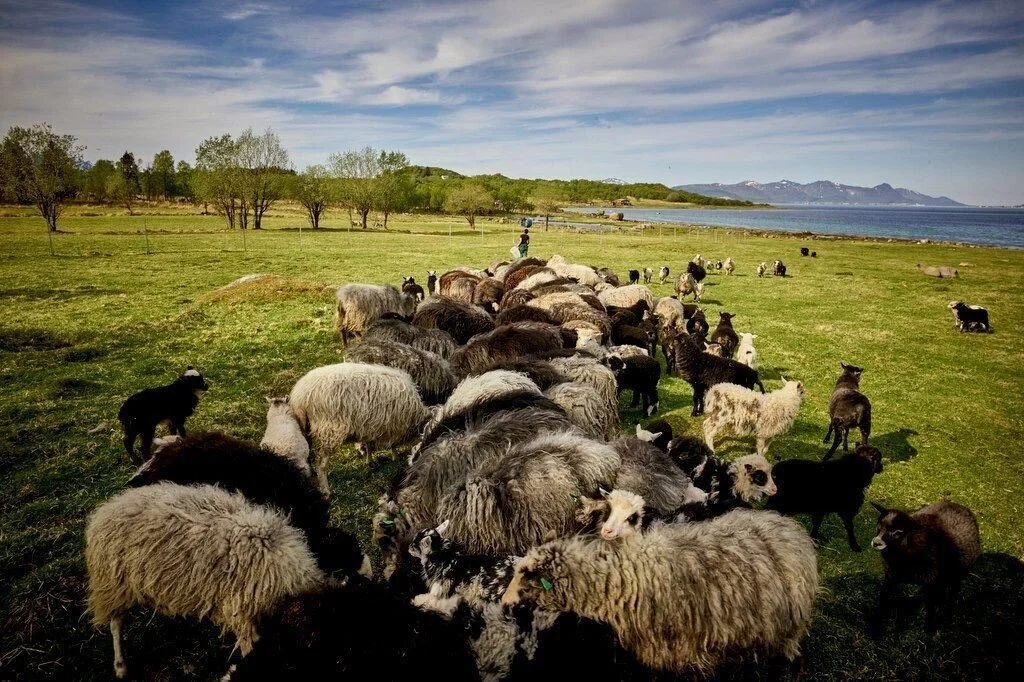 Kvitnes Gard Sheep and Views.jpg