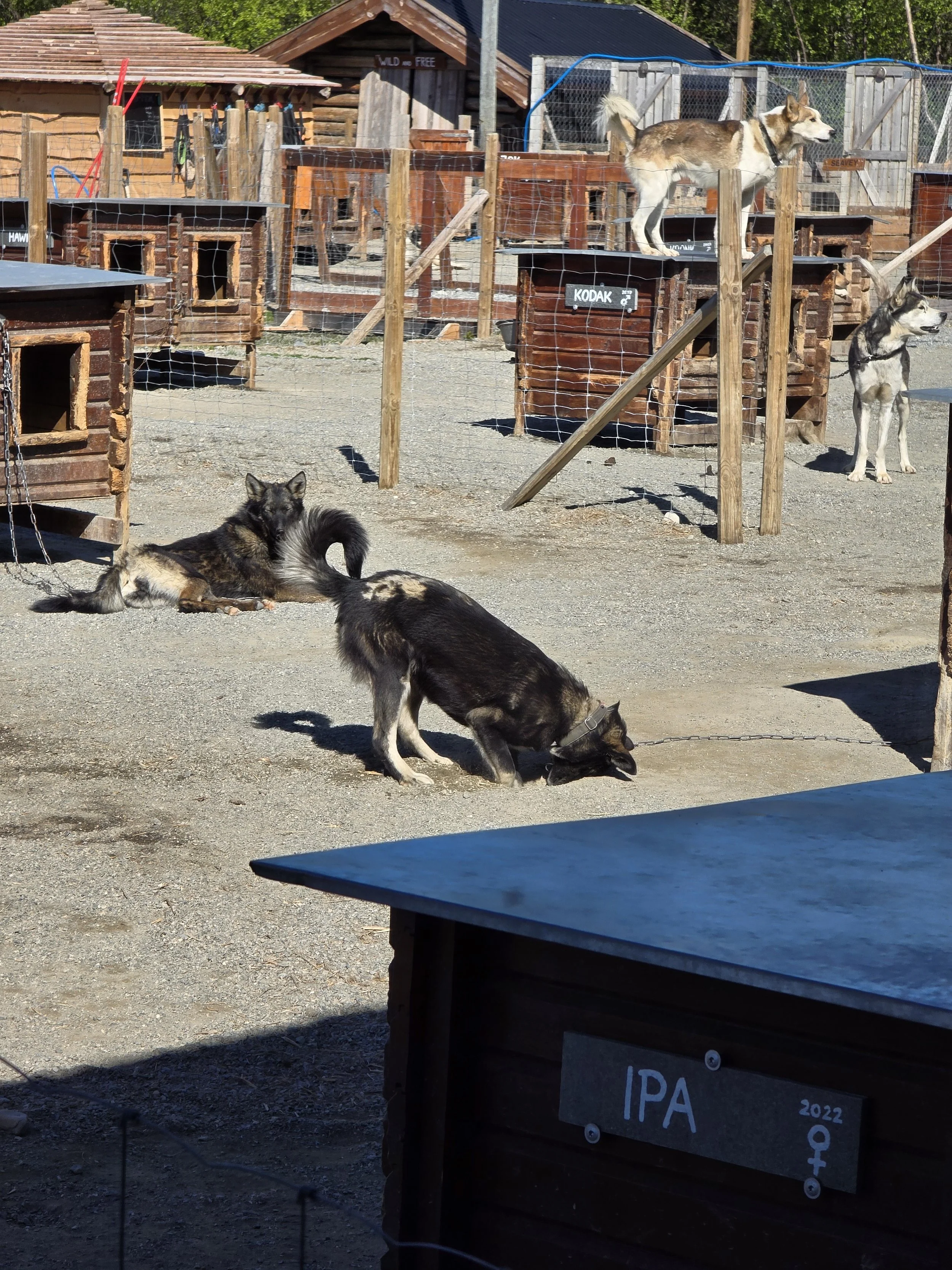 Scandinavia Dogsledding Dogs on Summer Vacation.jpg