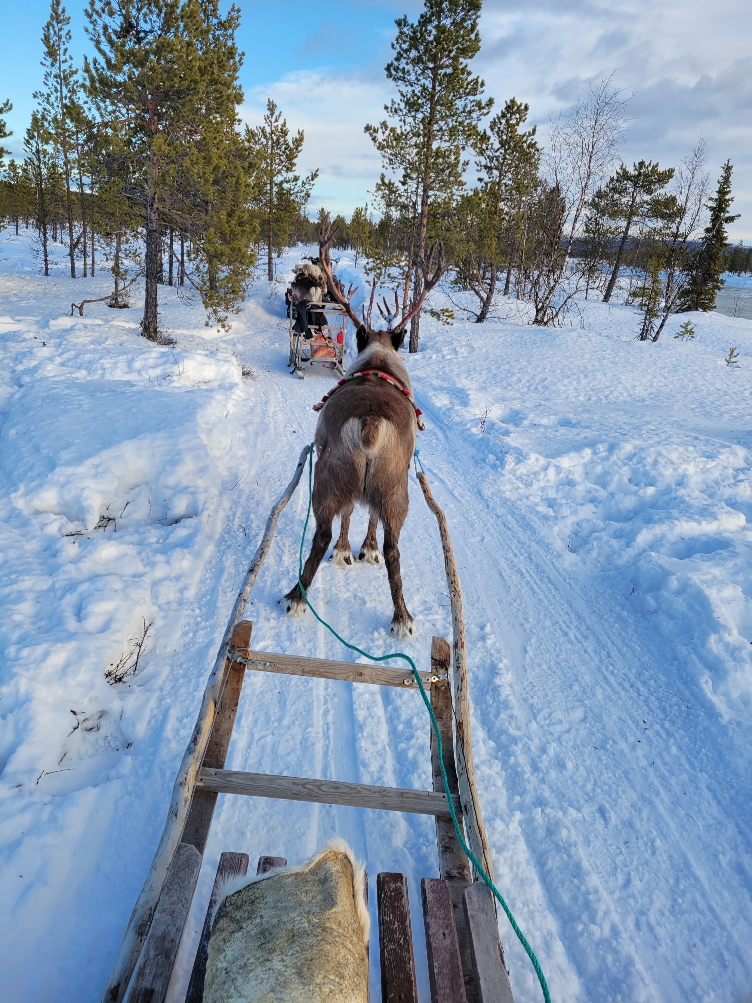 Scandinavia Reindeer Sledding.jpg
