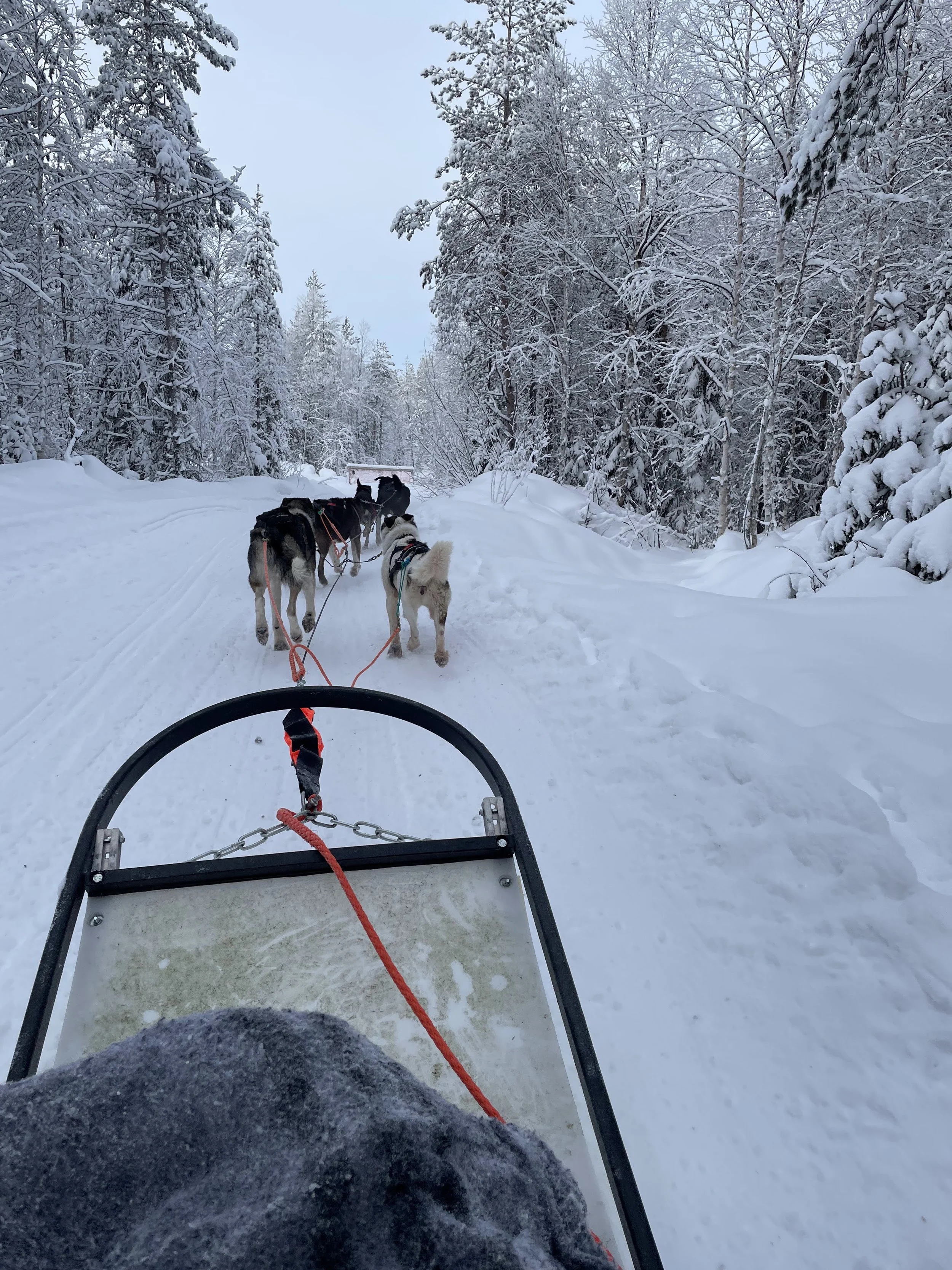 Scandinavia Dogsledding.jpg
