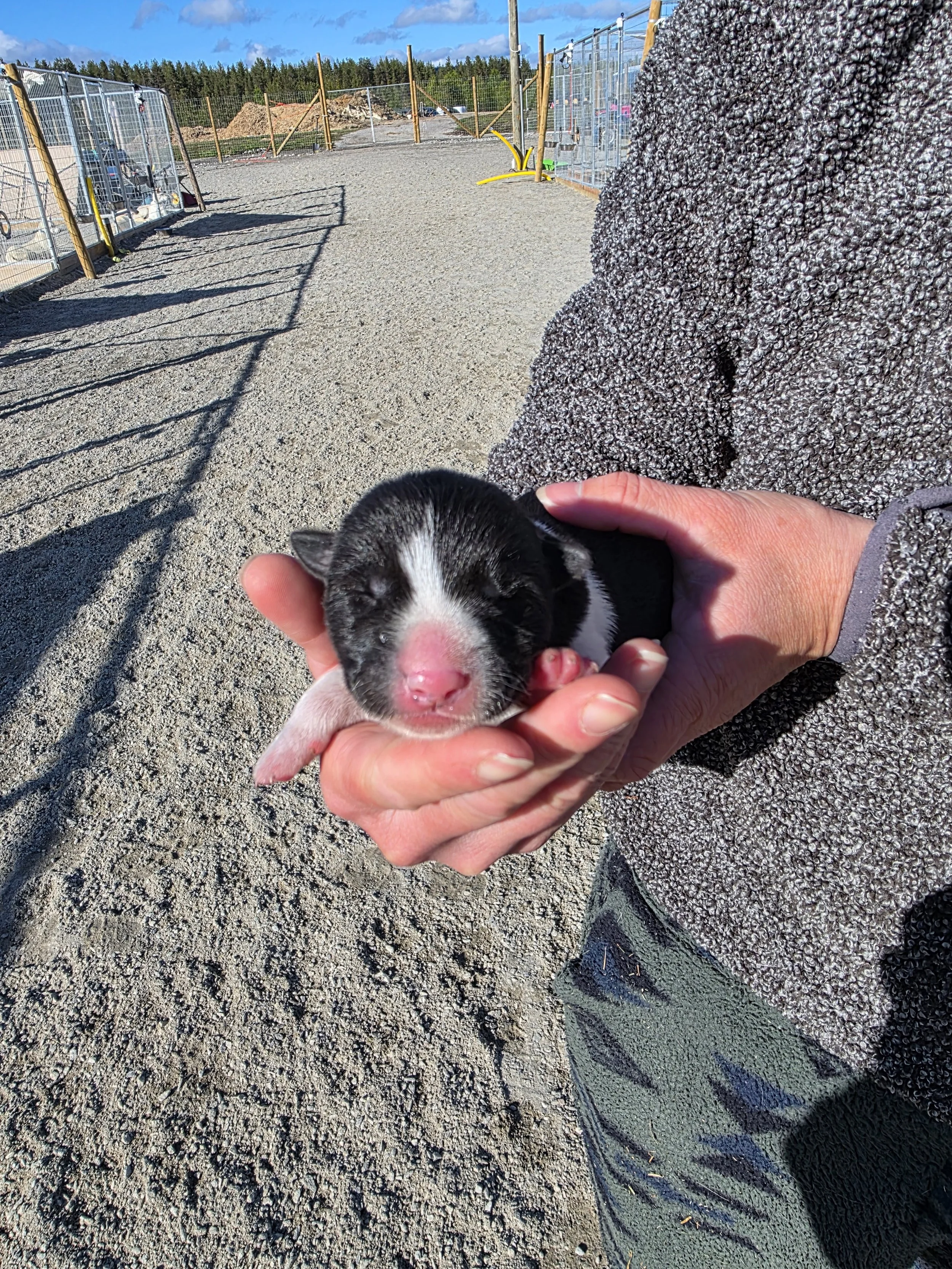 Janka Resort Finland Puppies.jpg