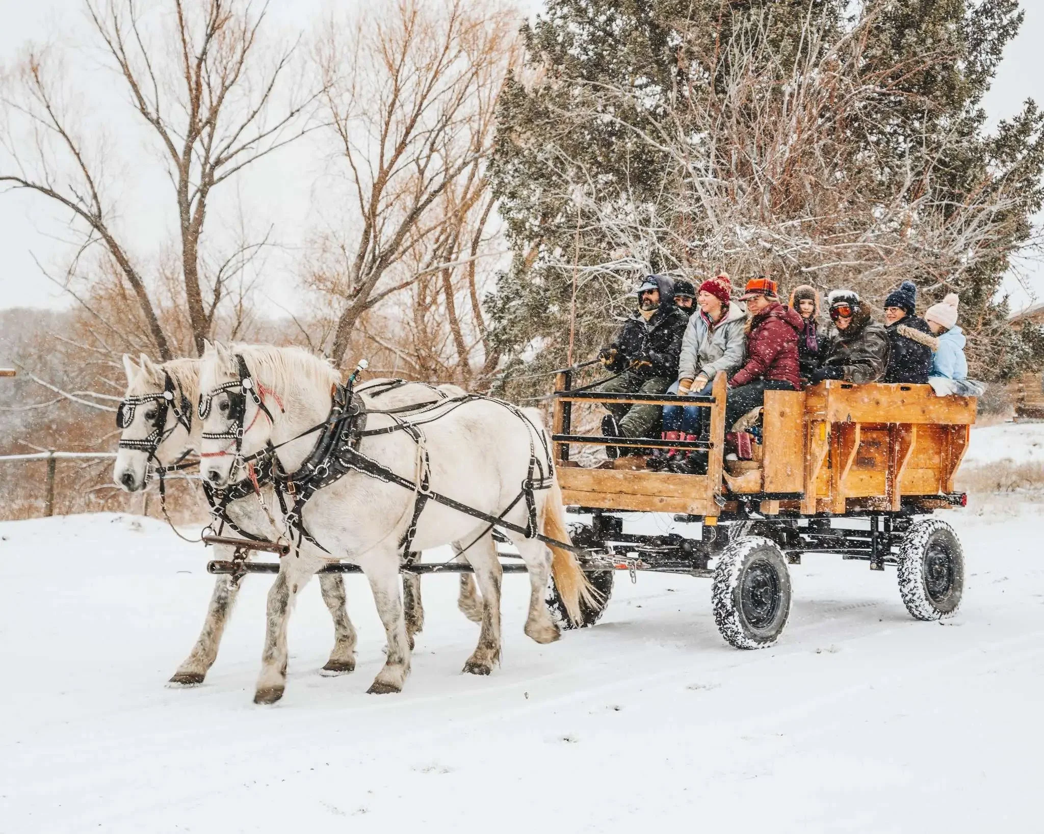Sage Lodge Horse Drawn Carriage.jpg