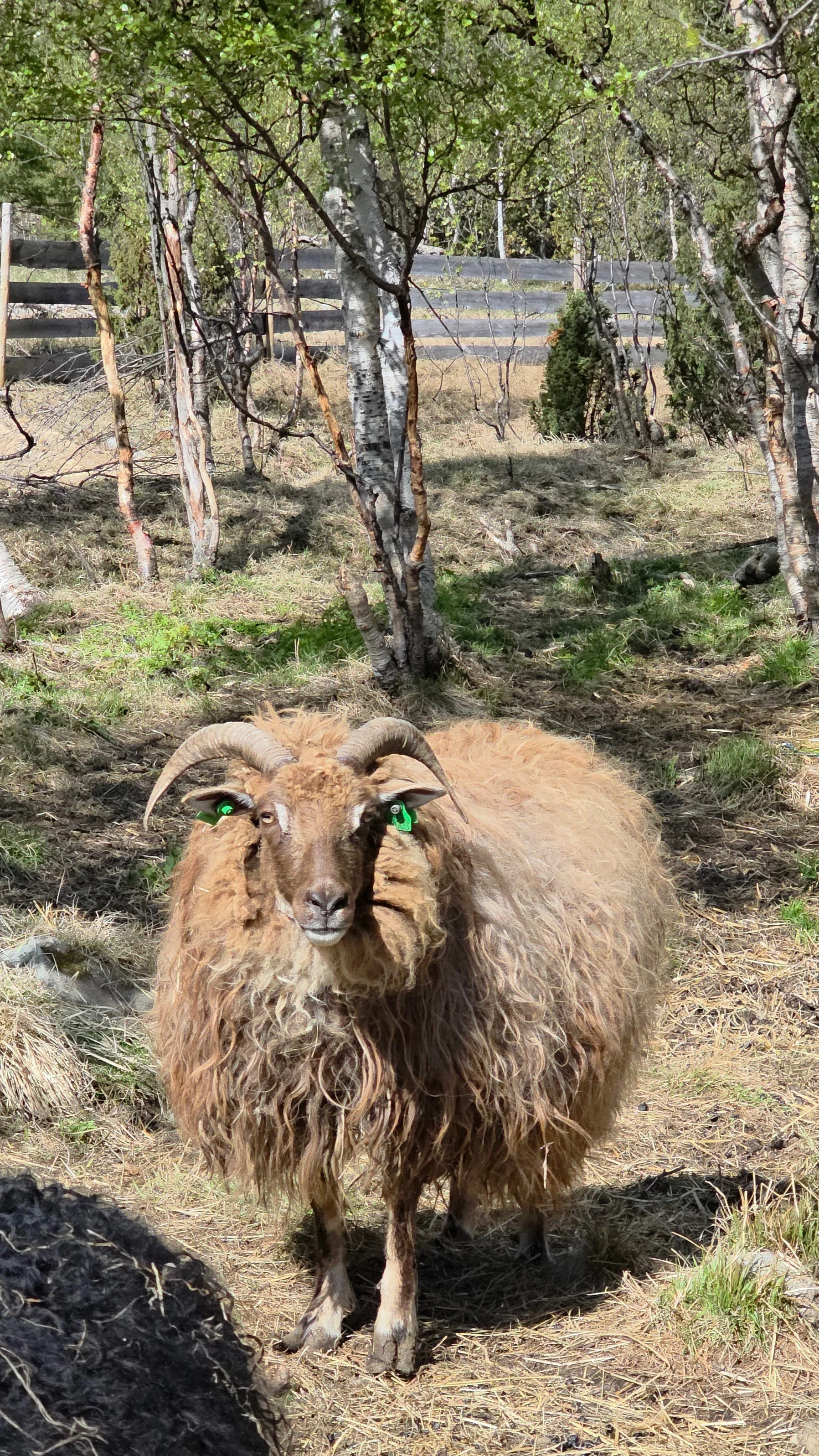 Bjornfjell Mountain Lodge Sheep.jpg