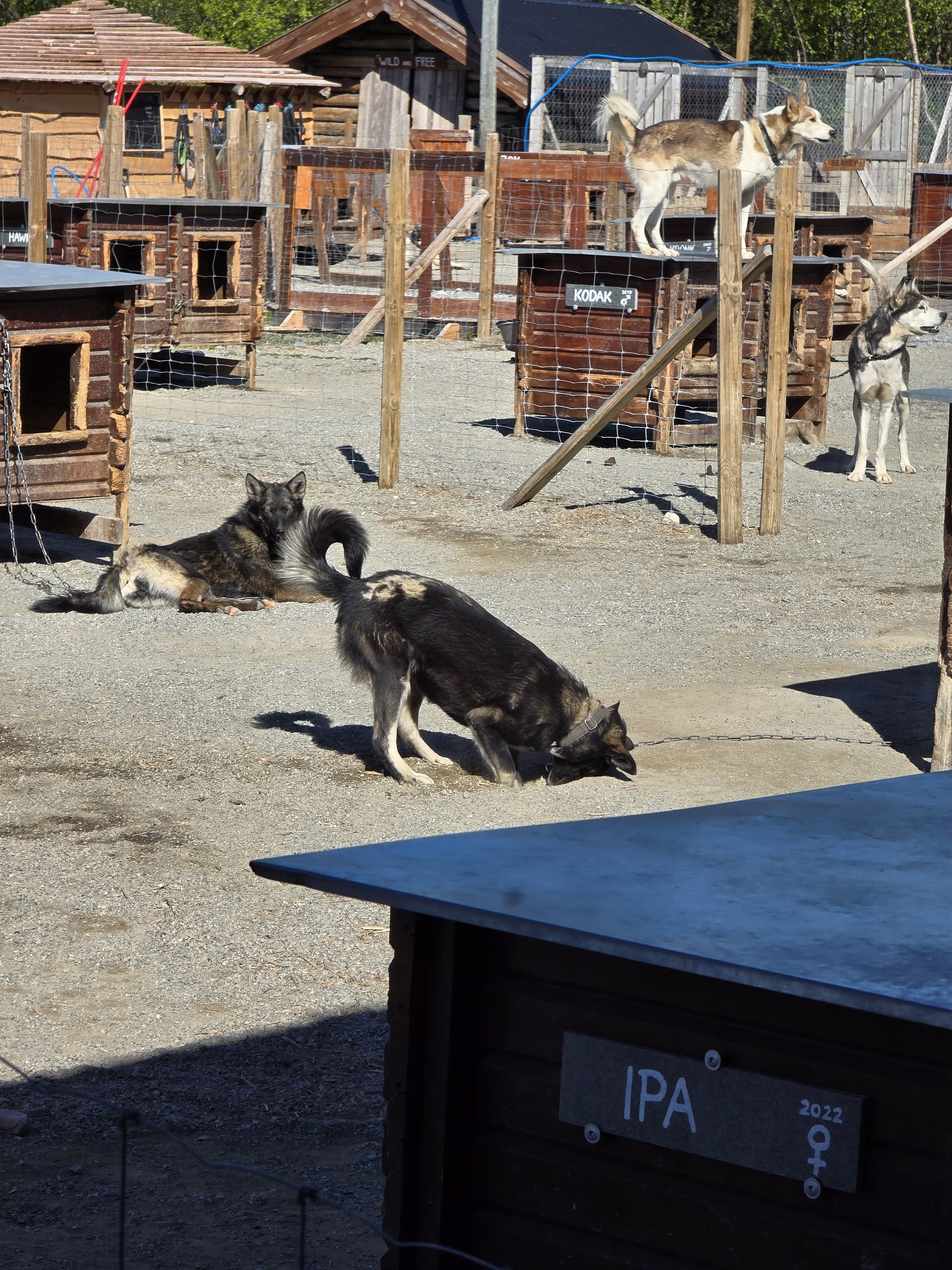 Holmen Husky Lodge Huskies.jpg