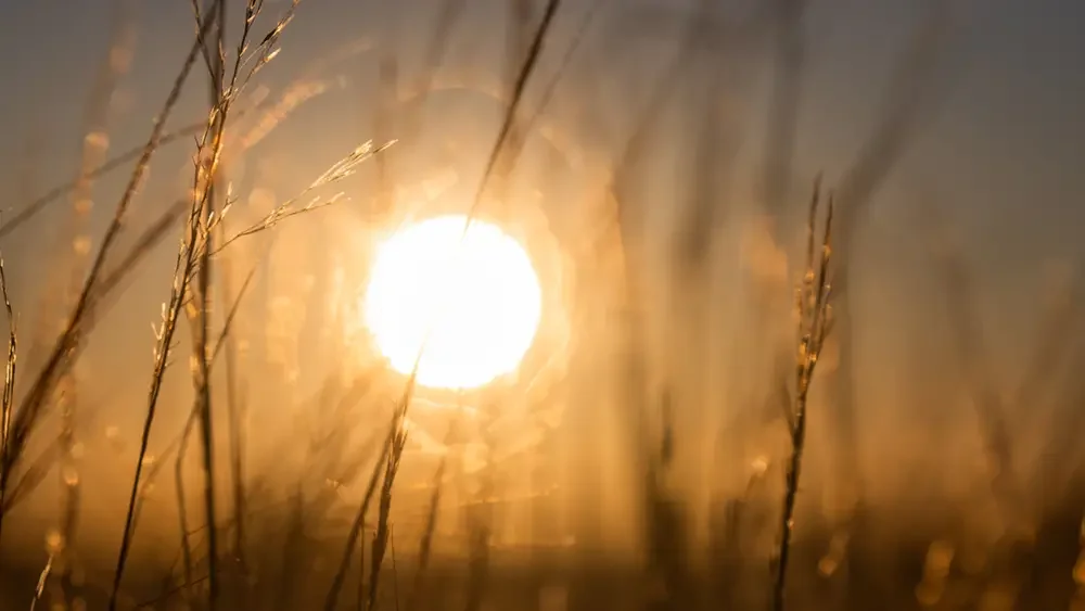 sun beaming through blades of grass