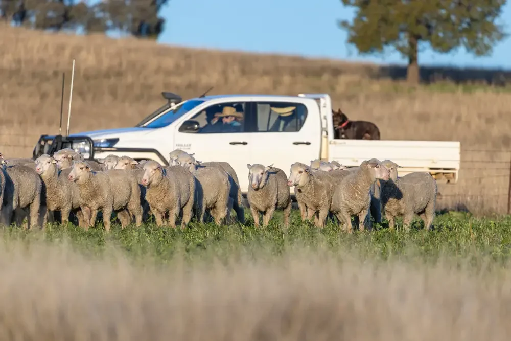 hearding merino sheep in a ute