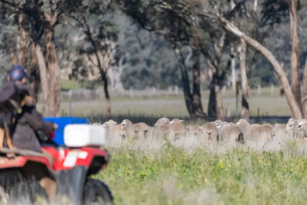 Merino sheep in a paddock