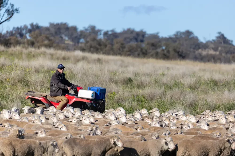 hearding merinos sheep
