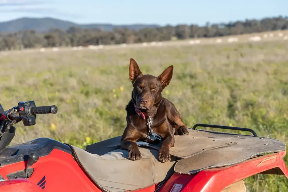 dog sitting on a four-wheeler