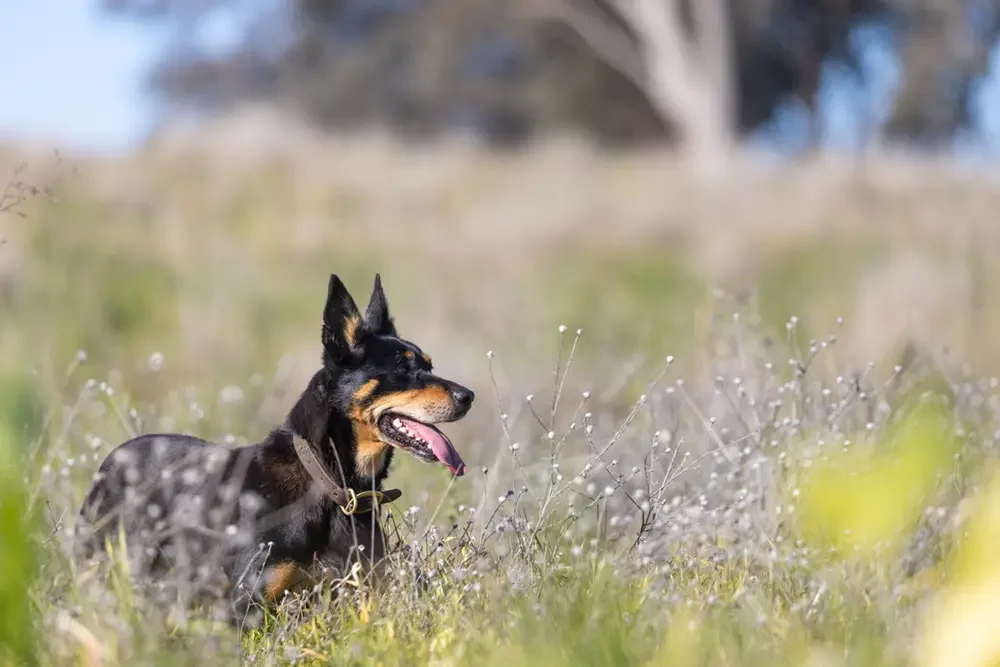 dog in a field