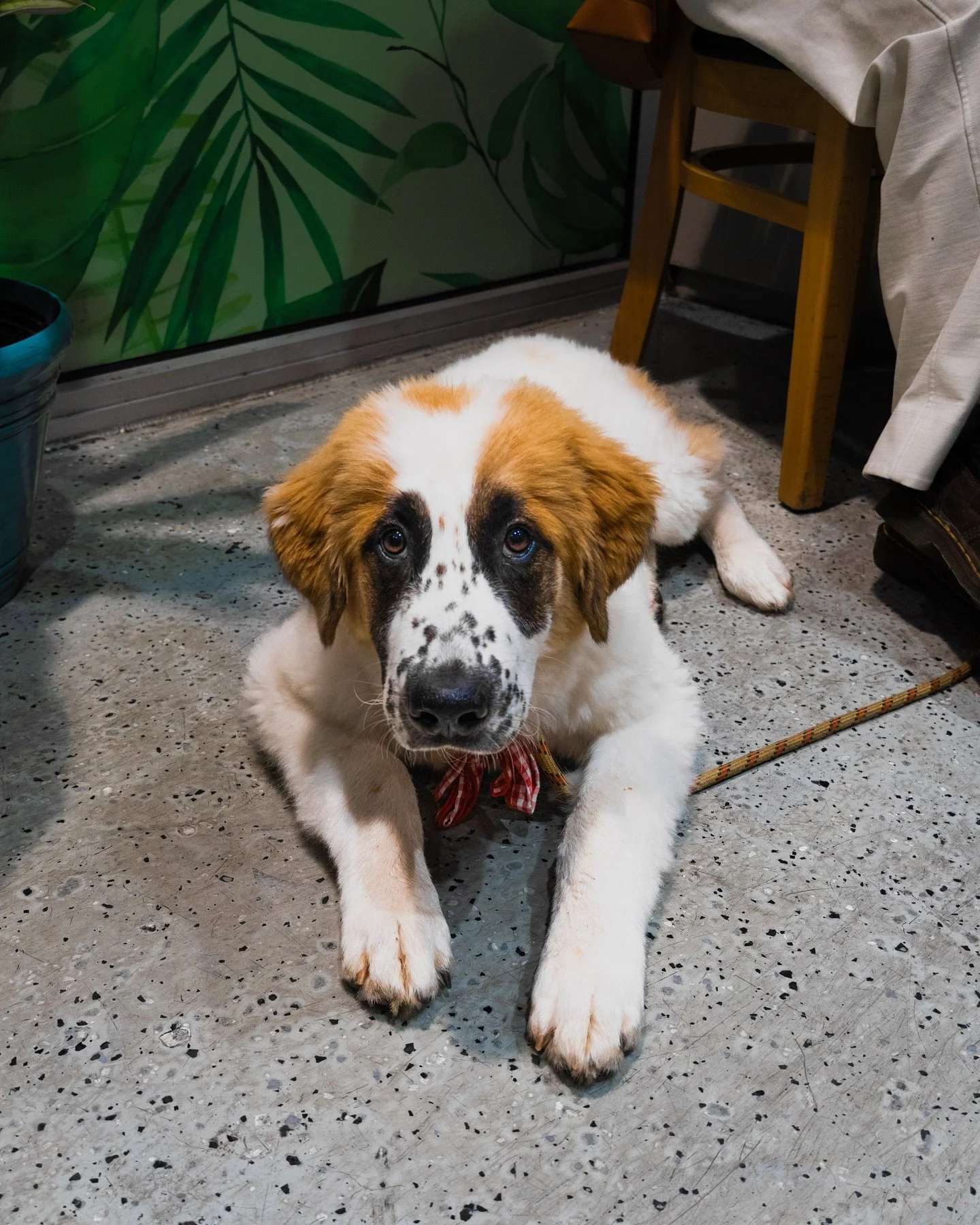 What a good doggie
.
.
.
.
#gooddoggo #doggie #oceanside #beachdog #puppy #goodestdog
