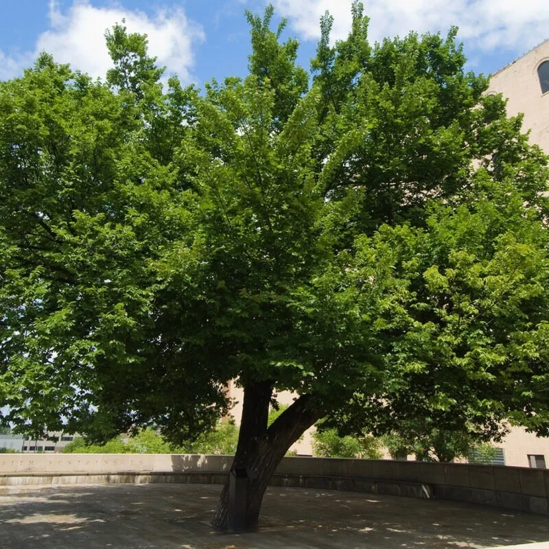 April 19, 1995, a day we will never forget. 30 years later, we remember and honor those whose lives were forever changed. 

#survivortree #oklahomastrong #neverforget #oklahomacity #oklahomacitymemorial