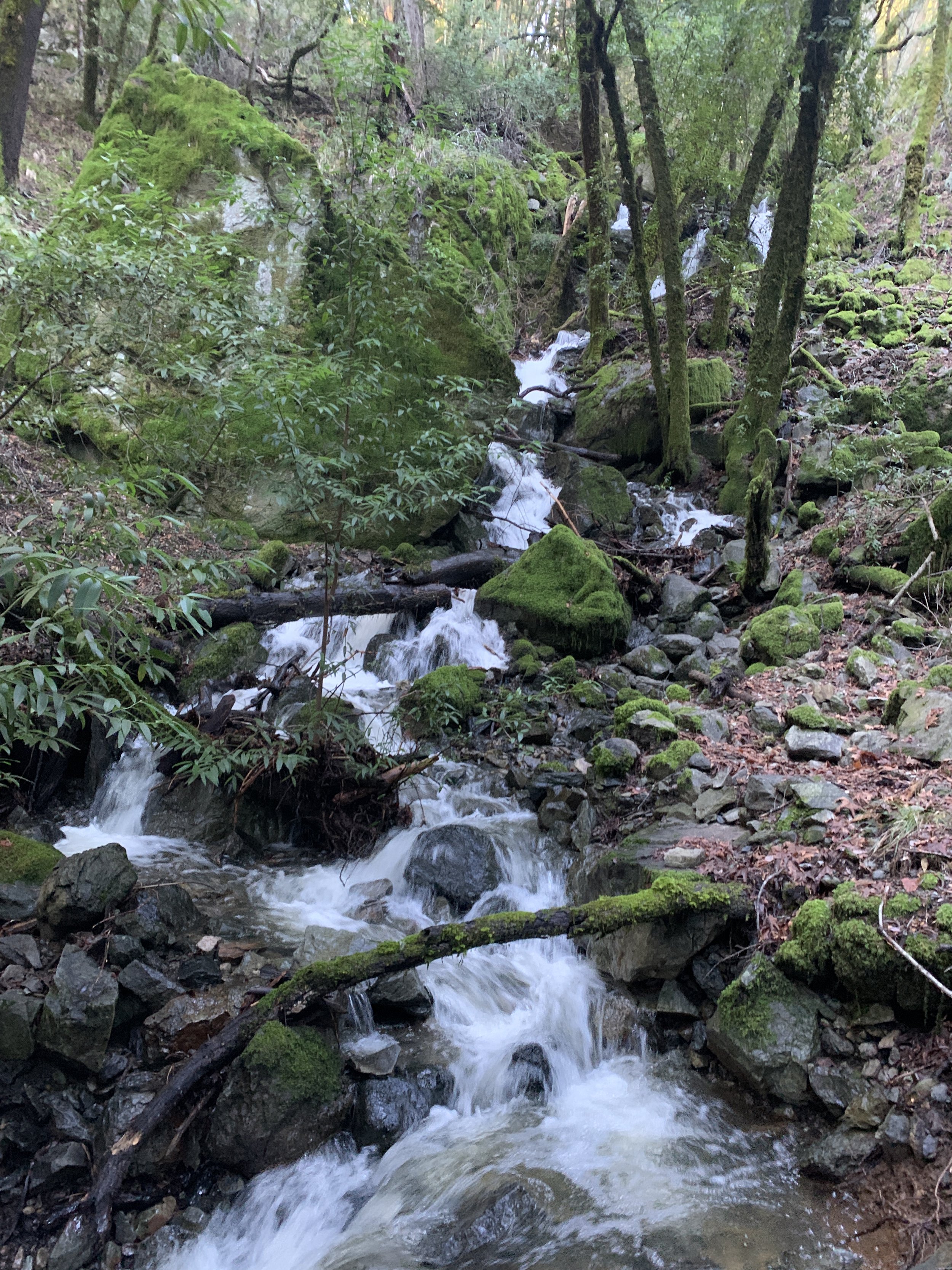 IMG_4898.jpeg