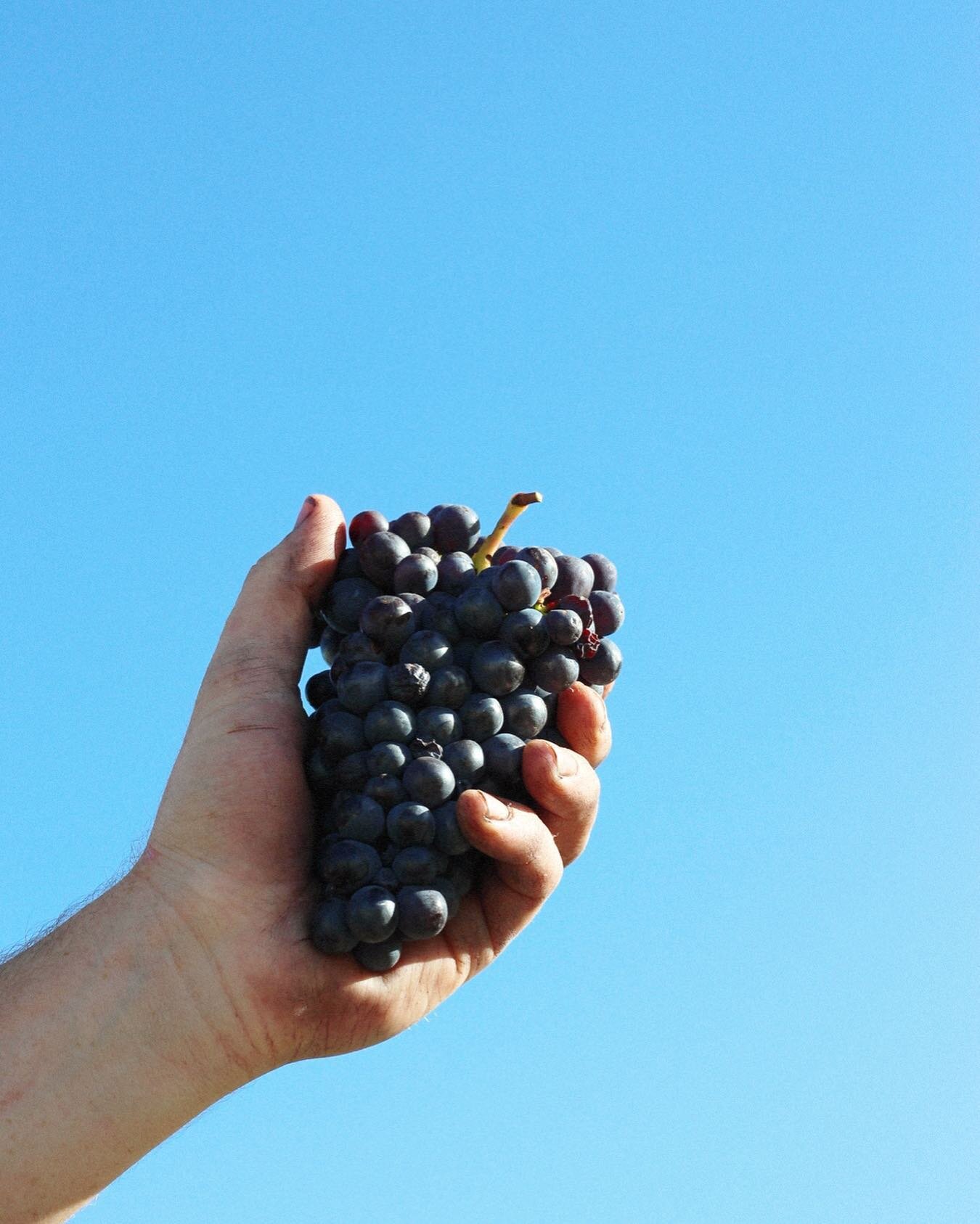 Last pick of our 2024 vintage is done and dusted.