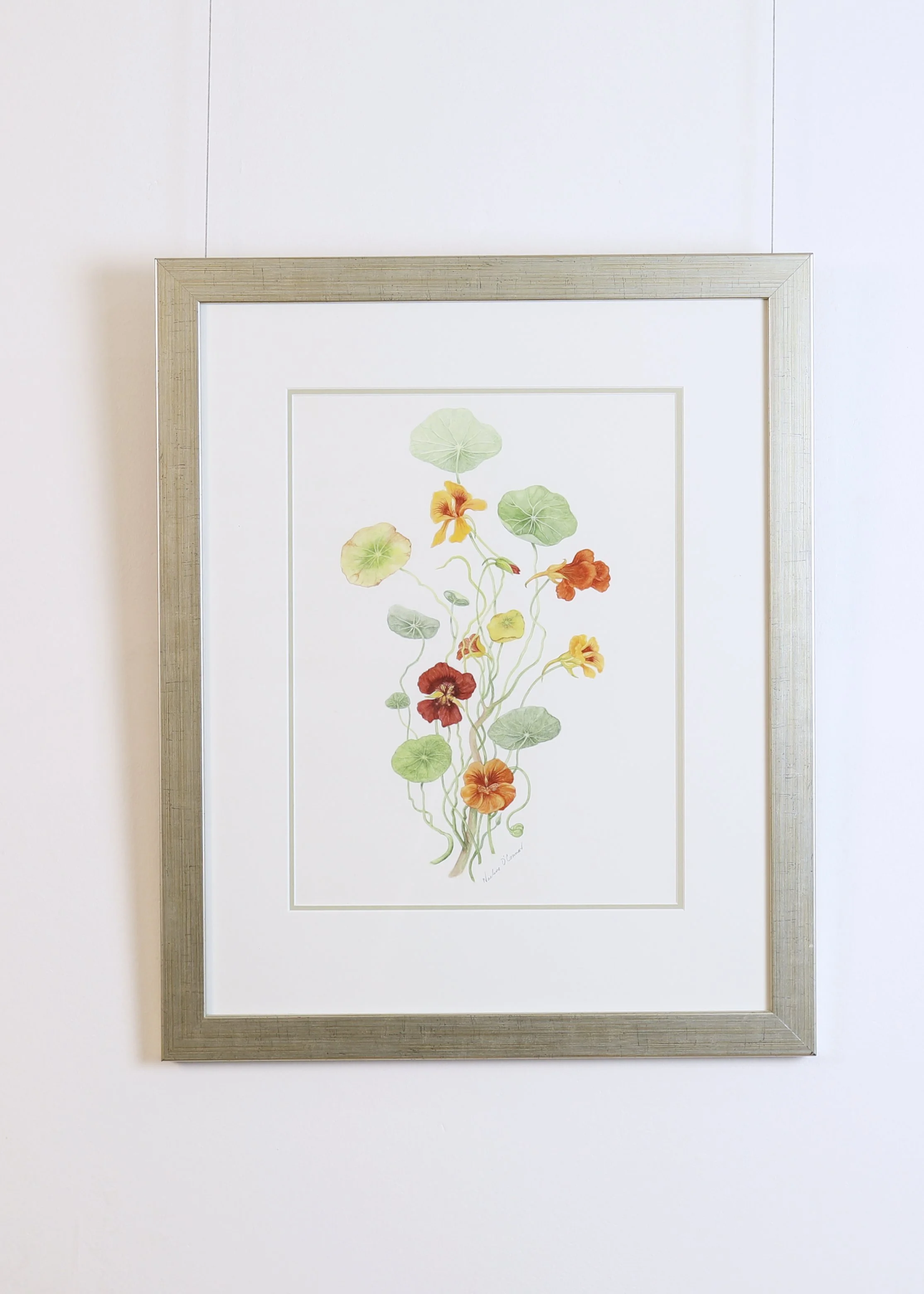 Noeline O'Connor - Sunny Nasturtiums